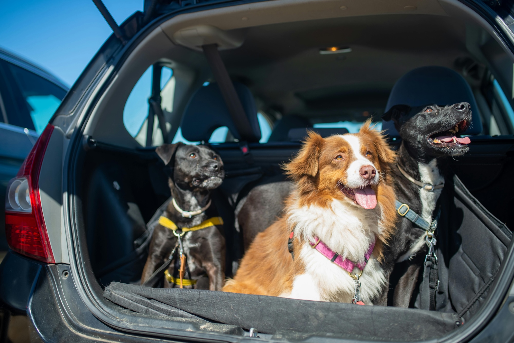 dog friendly colorado vacation