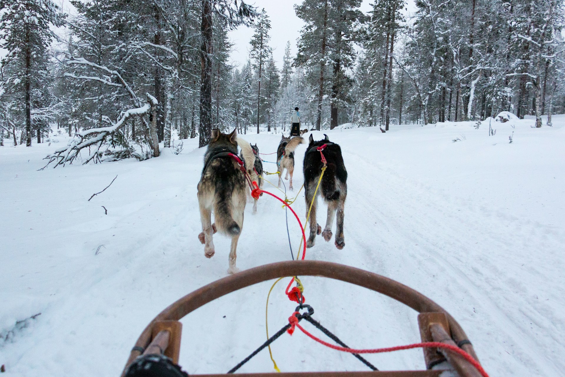 Go dog sledding in Durango