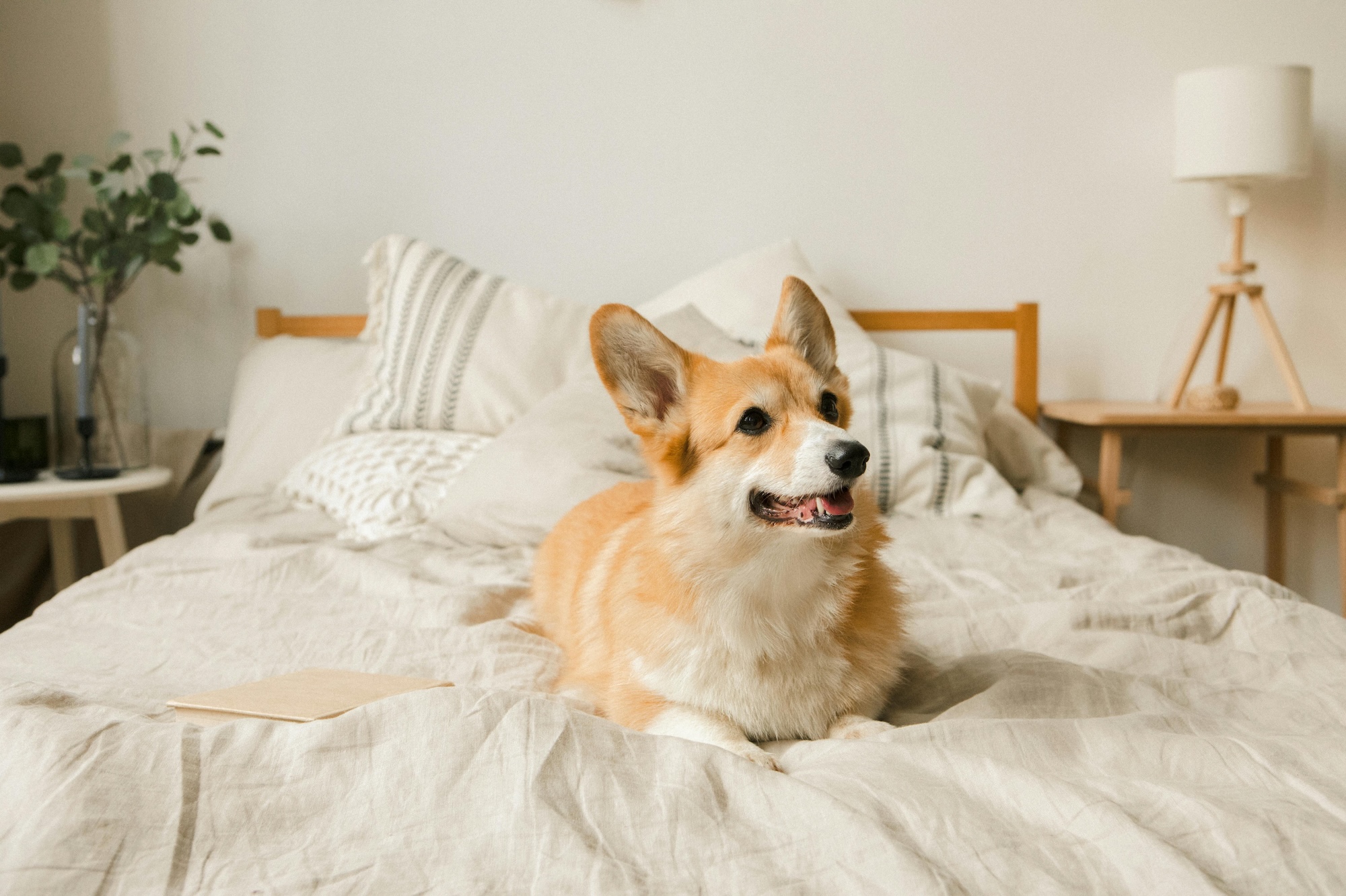 Planning a Pet-Friendly Getaway in the Area