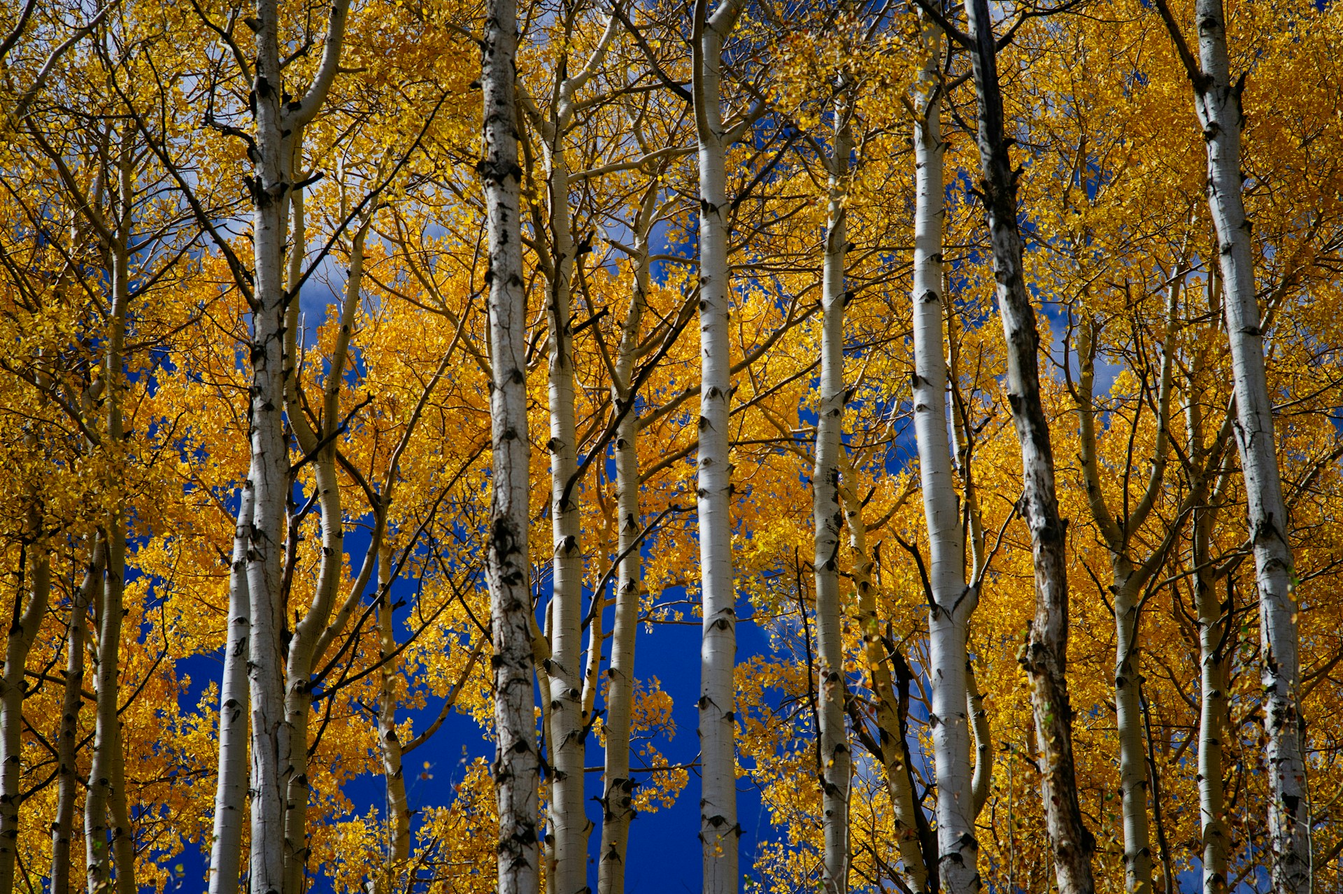 Check out Durango in the fall