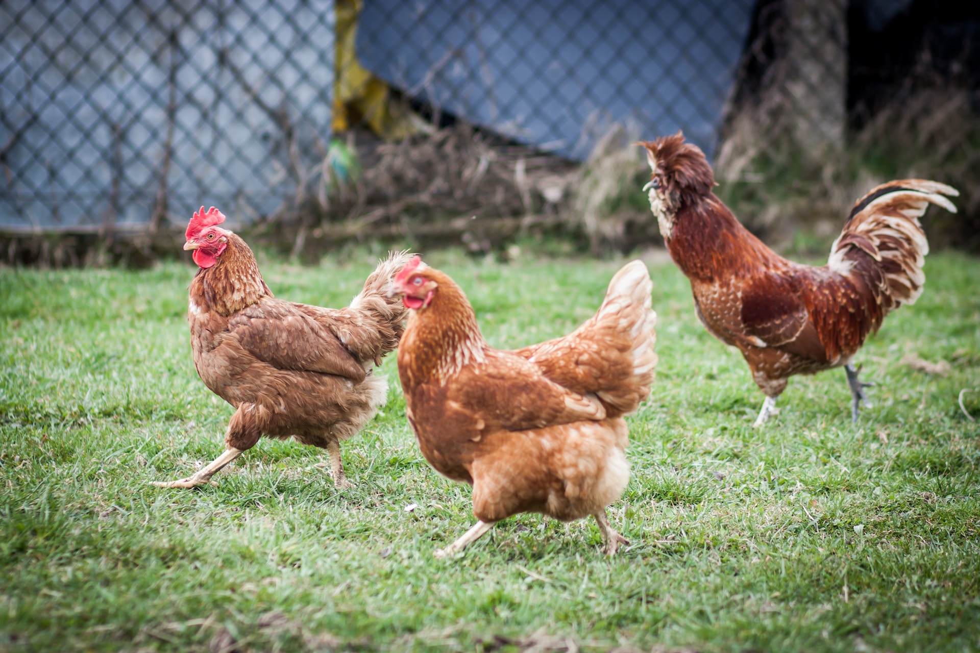 farm chickens