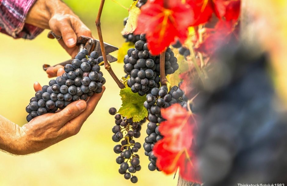 How to Plan an Amazing Visit to the Sutcliffe Vineyards