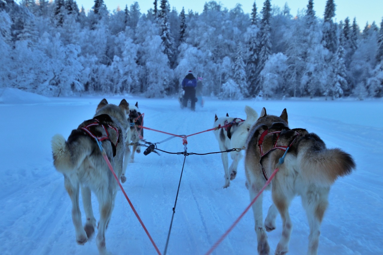 A POV of dog sledding group