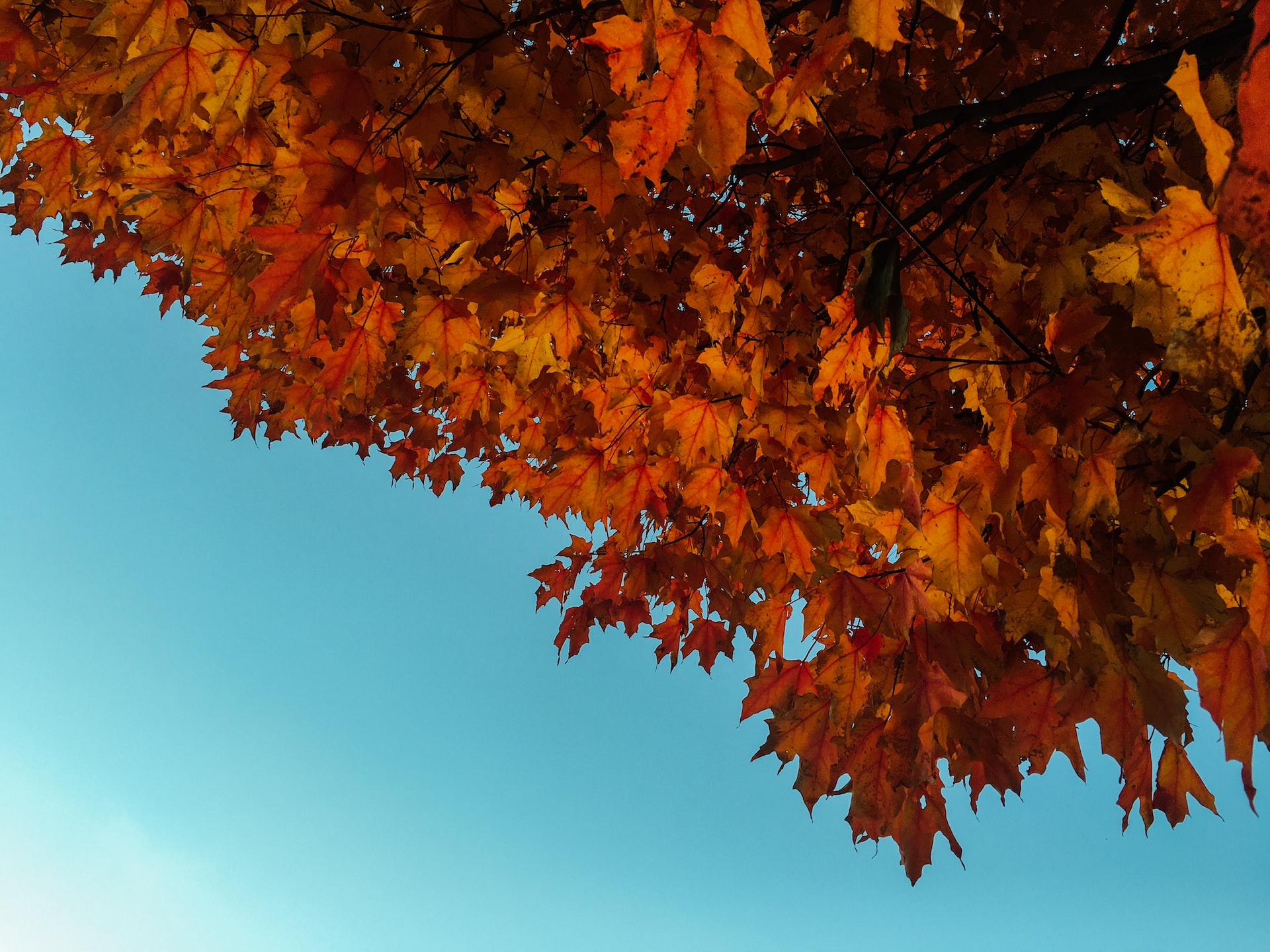 Durango in the fall- leaves