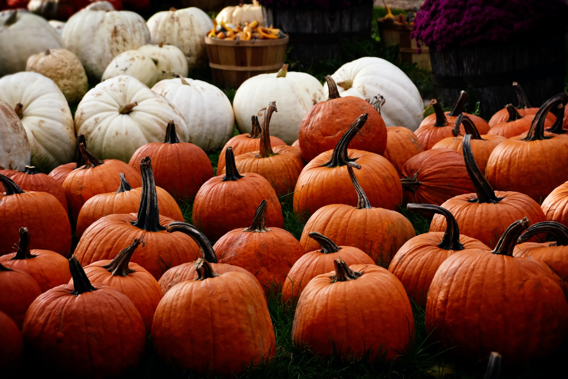 Durango Colorado thanksgiving market with pumpkins