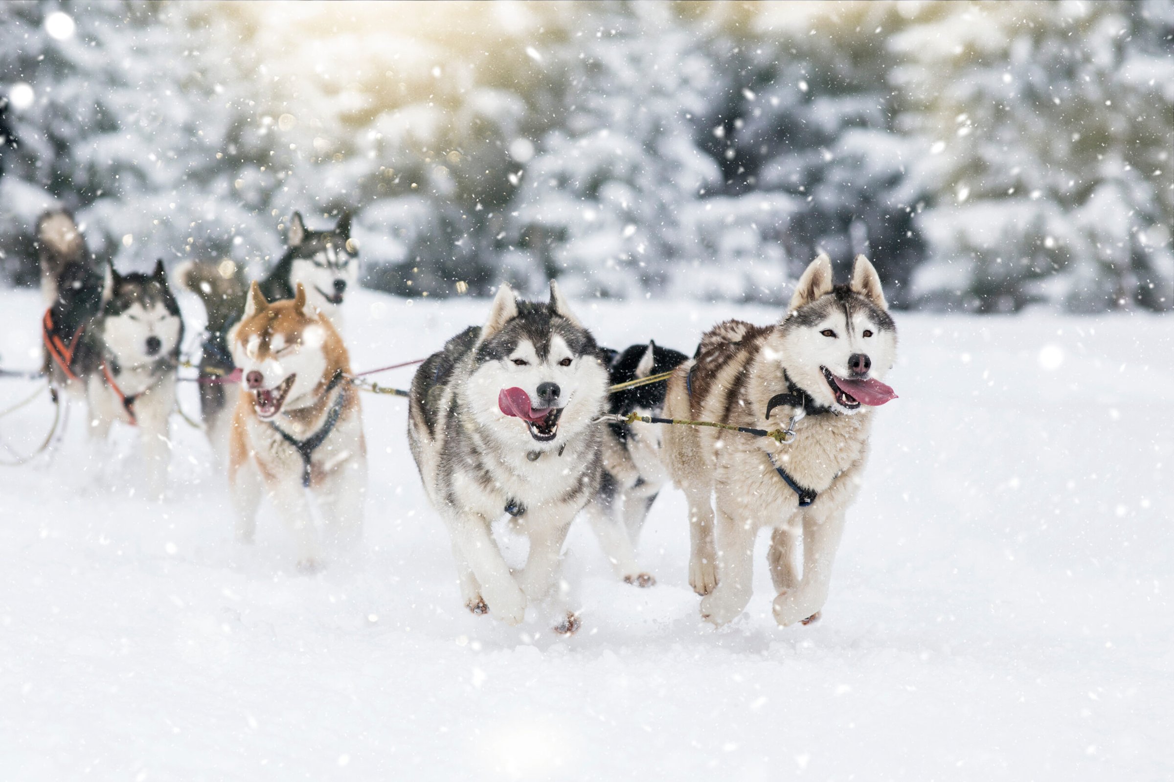 Have an Amazing Adventure at Durango Dog Ranch