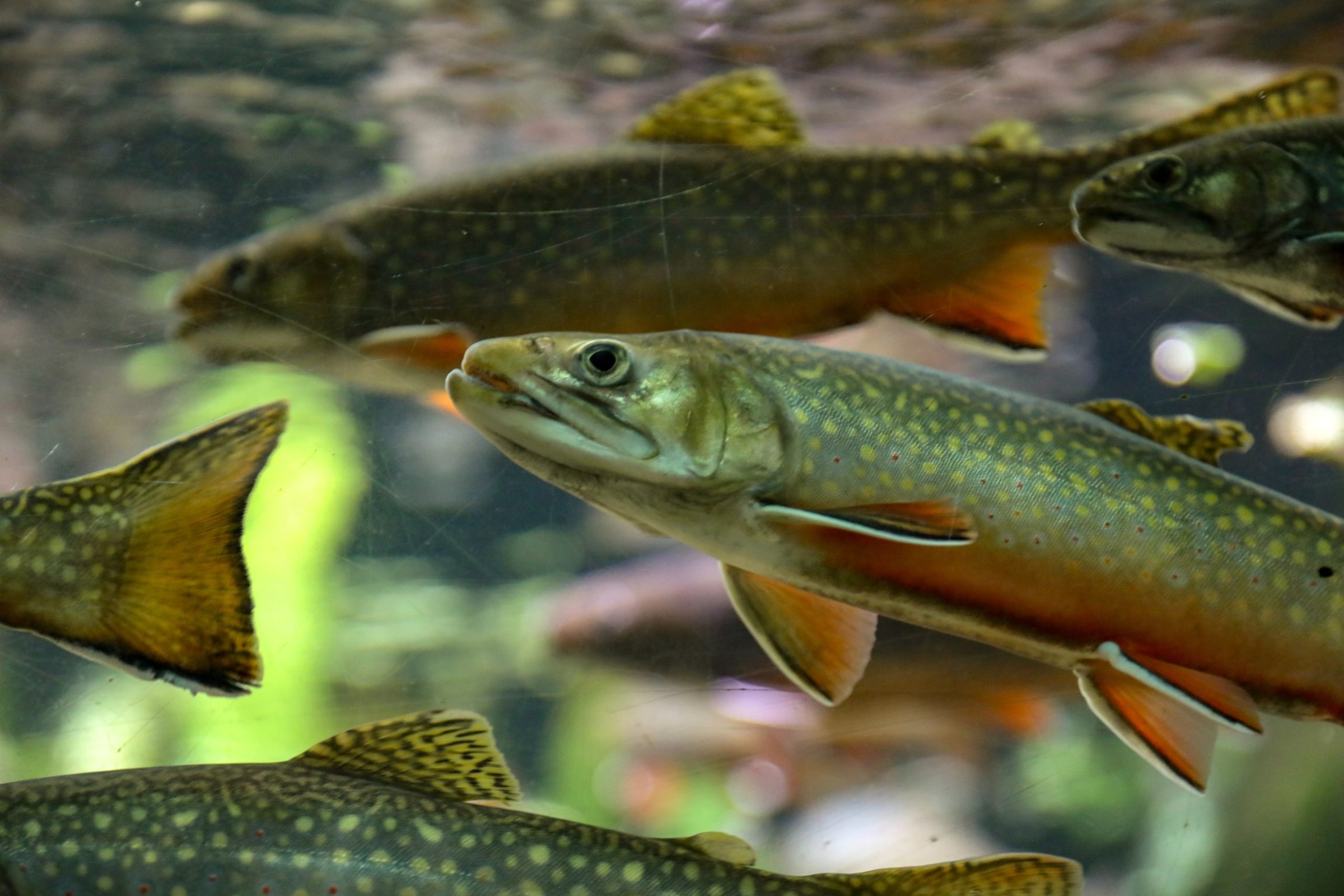 fish hatchery Durango