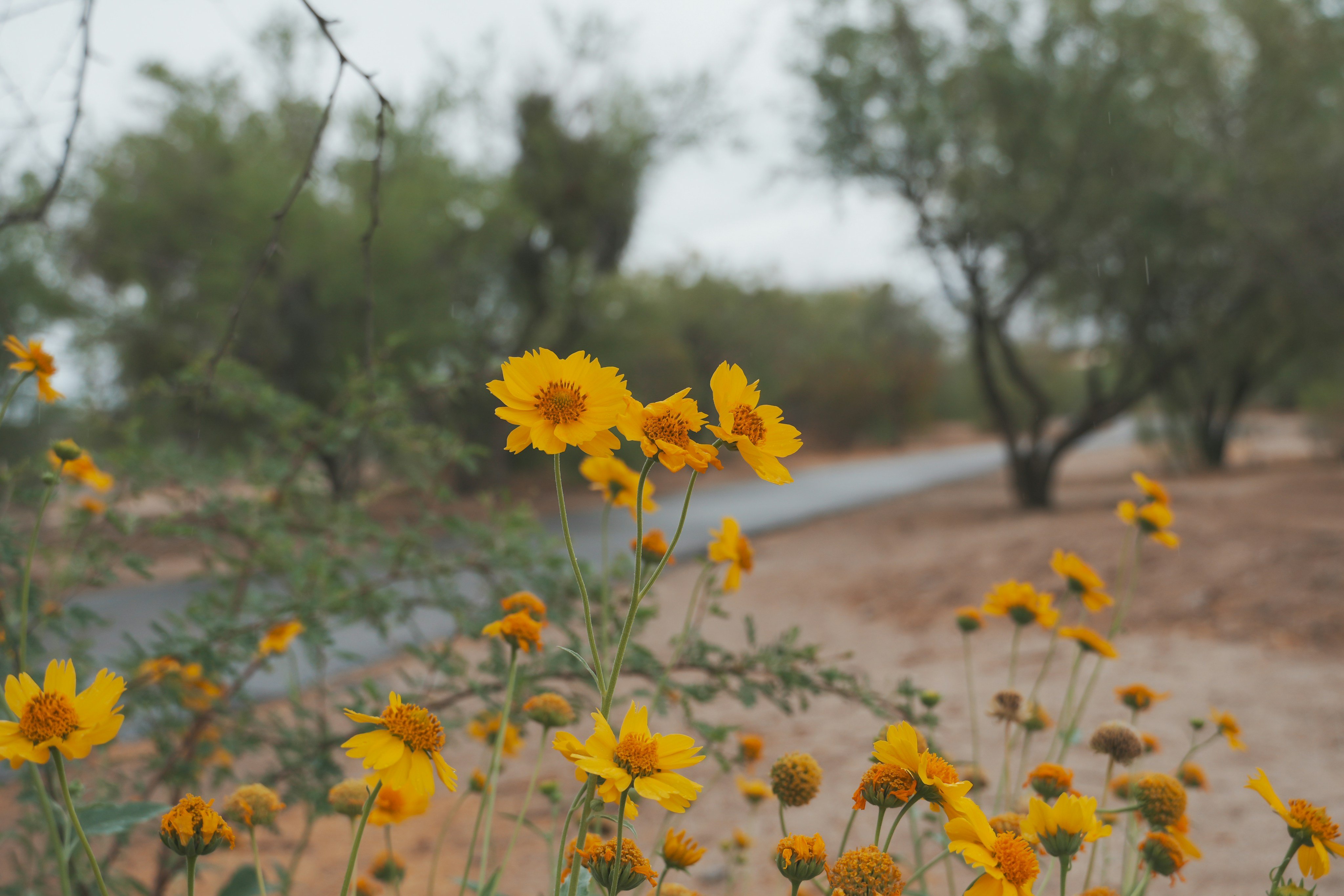 Arizona wildflowers in autumn