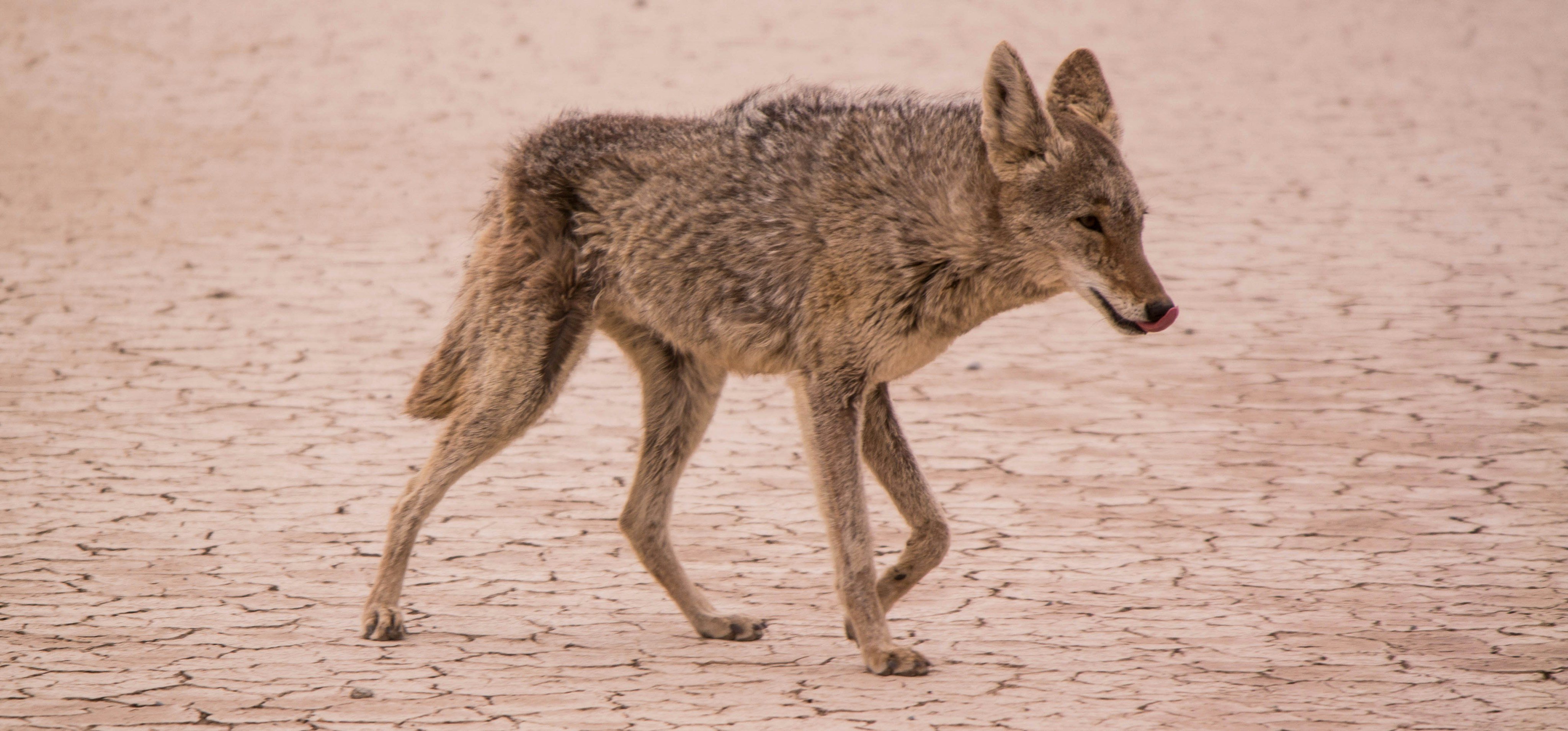 Coyote on the move at dusk