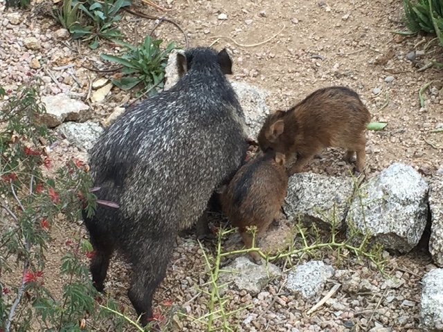 Adult javelina with young in the Sonoran Desert
