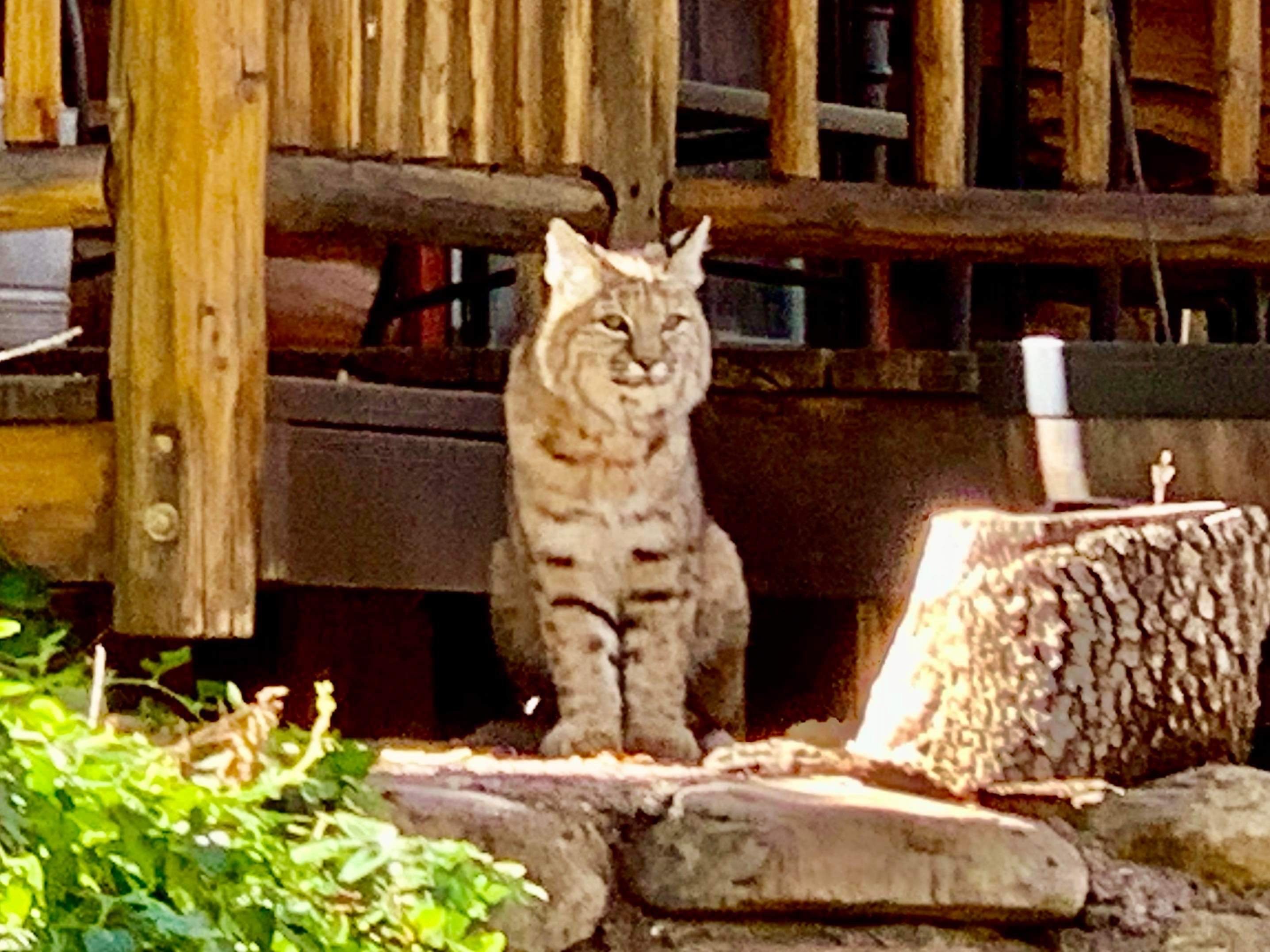 Bobcat sitting in an Arizona backyard
