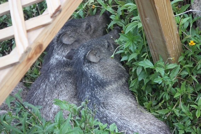Two javelinas resting together in the desert