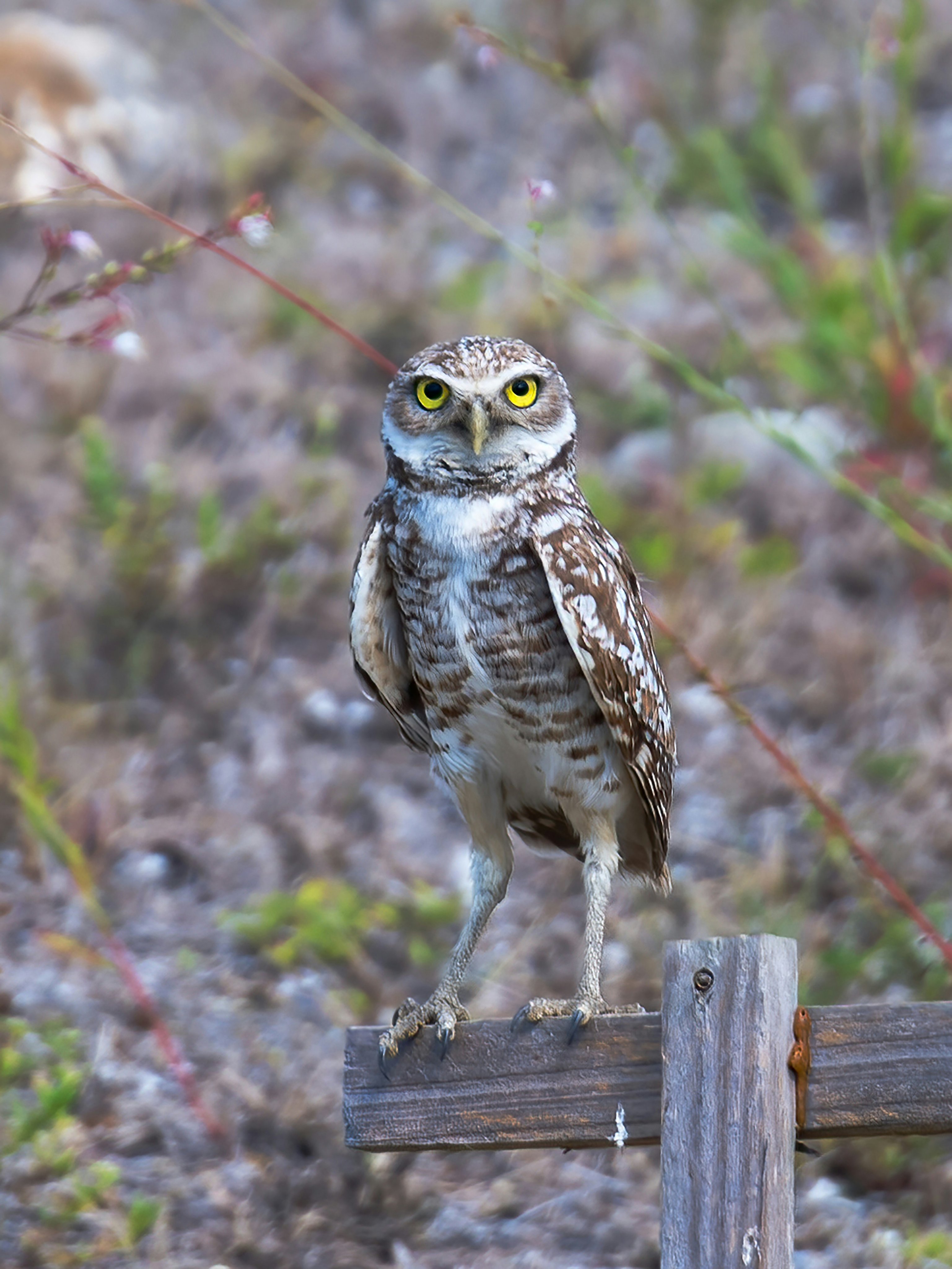 Burrowing Owl standing on a fence post
