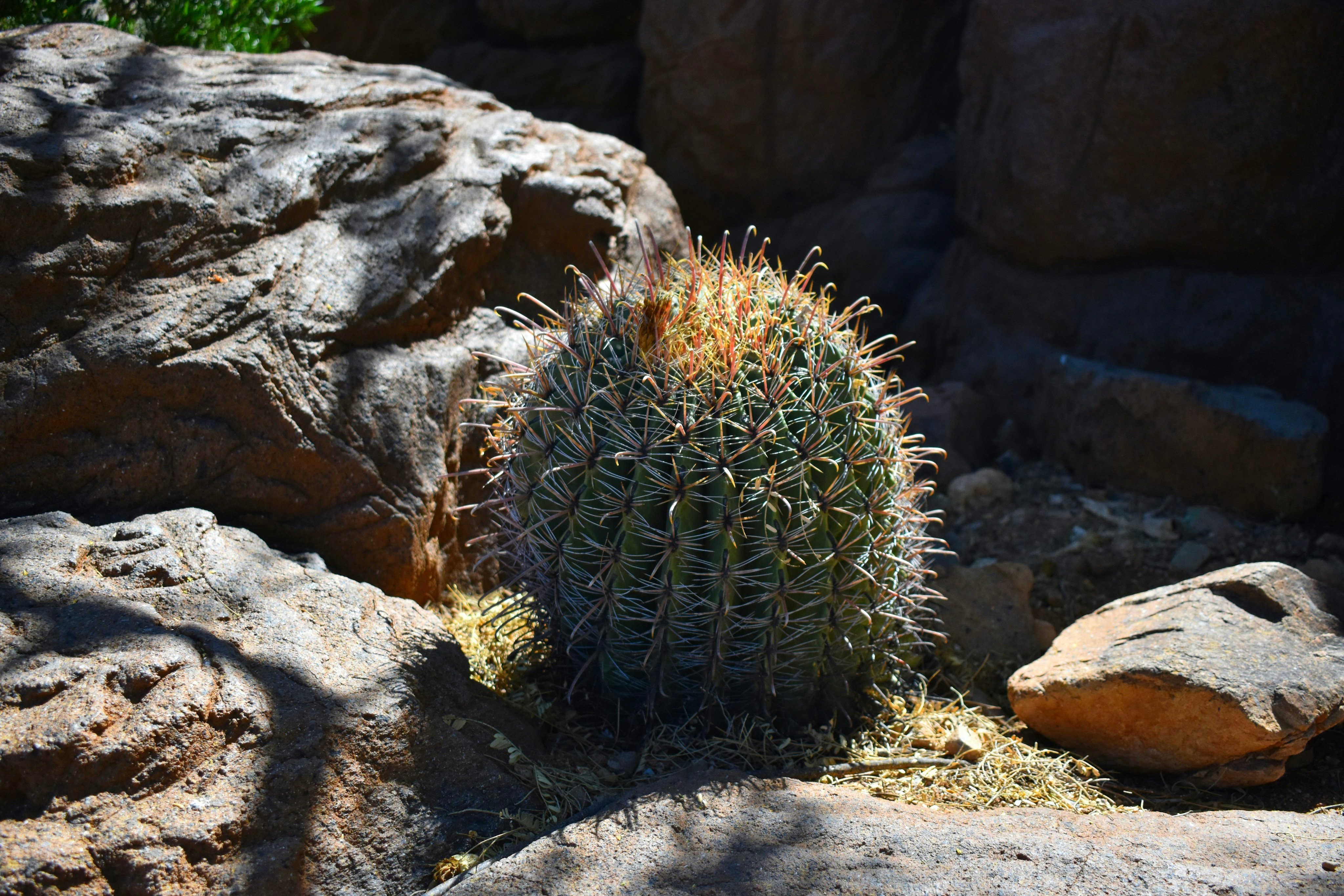 Barrel Cactus