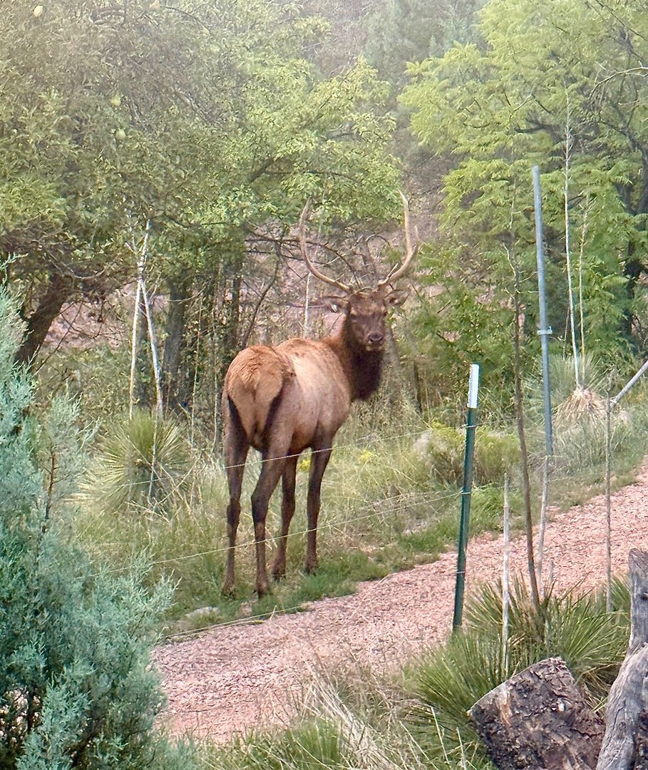 Elk spotted near Green Valley Park, Payson