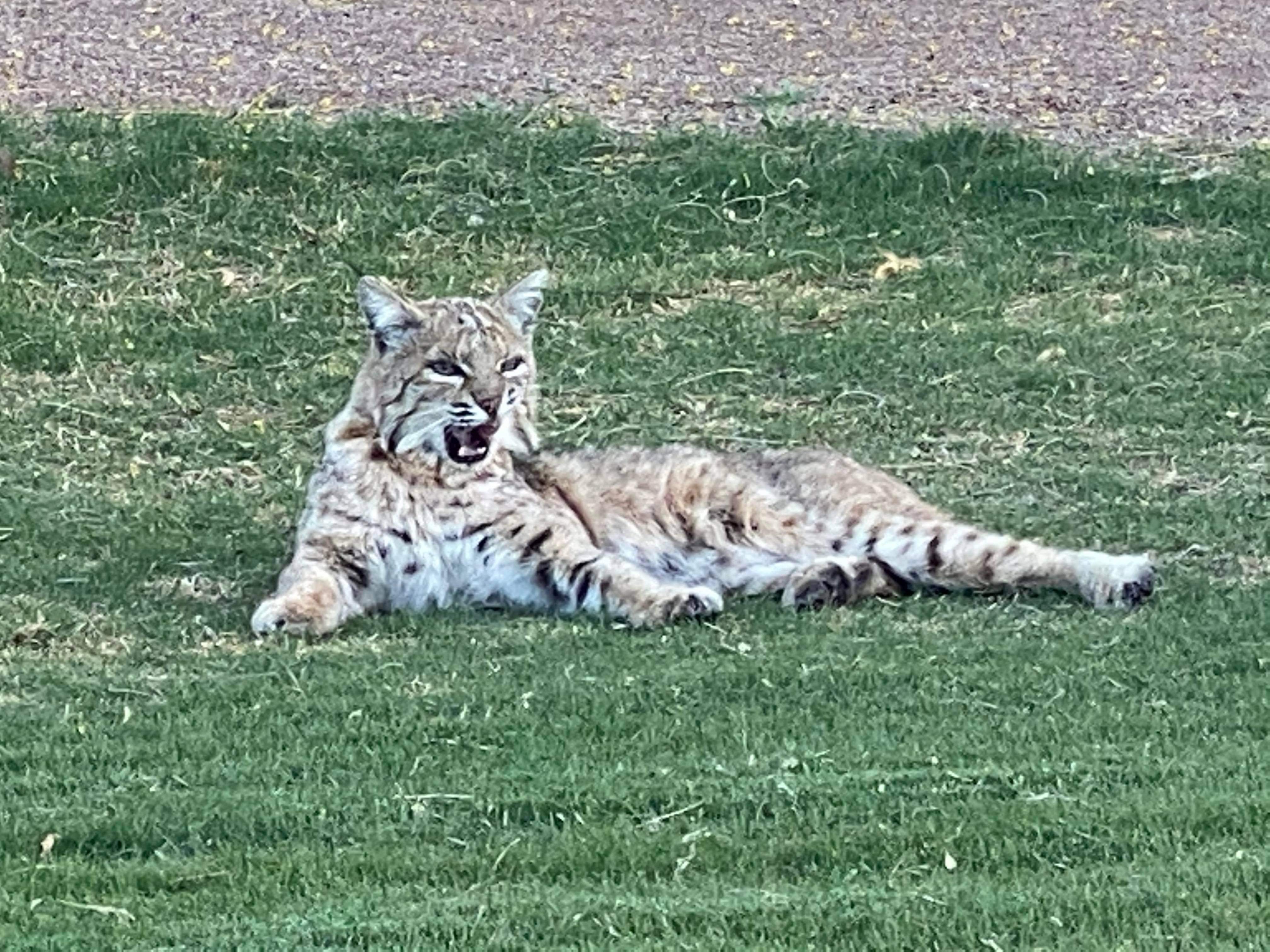 Bobcat in an Arizona backyard