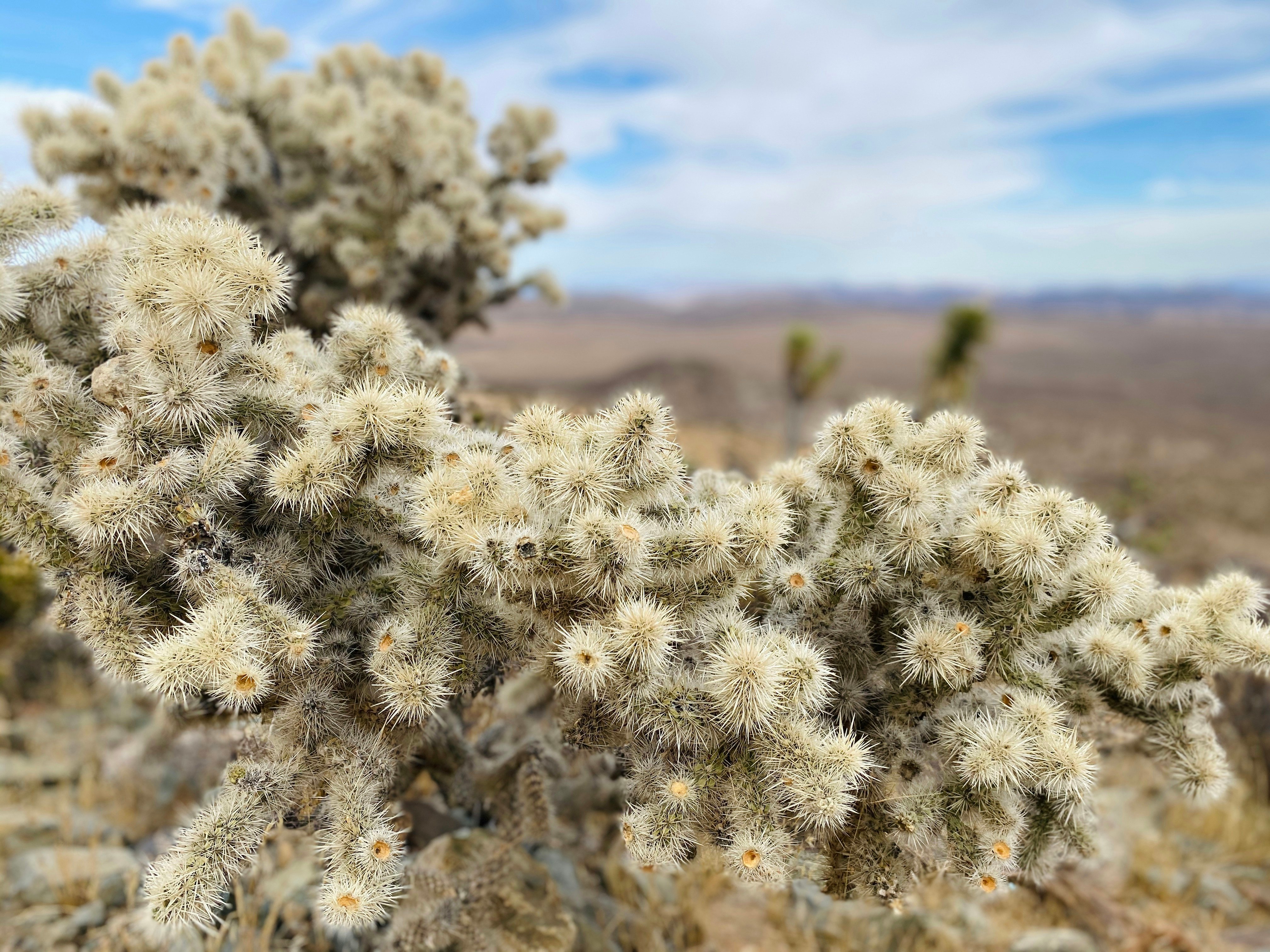 Teddybear Cholla