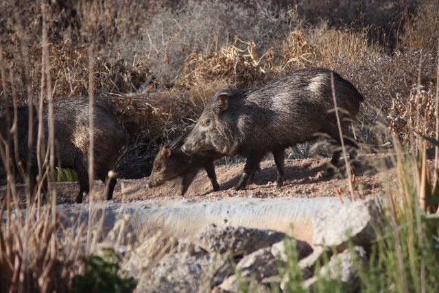 Javelinas foraging in the Sonoran Desert