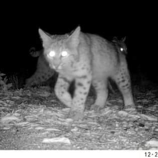 Bobcat captured on night camera in Arizona backyard