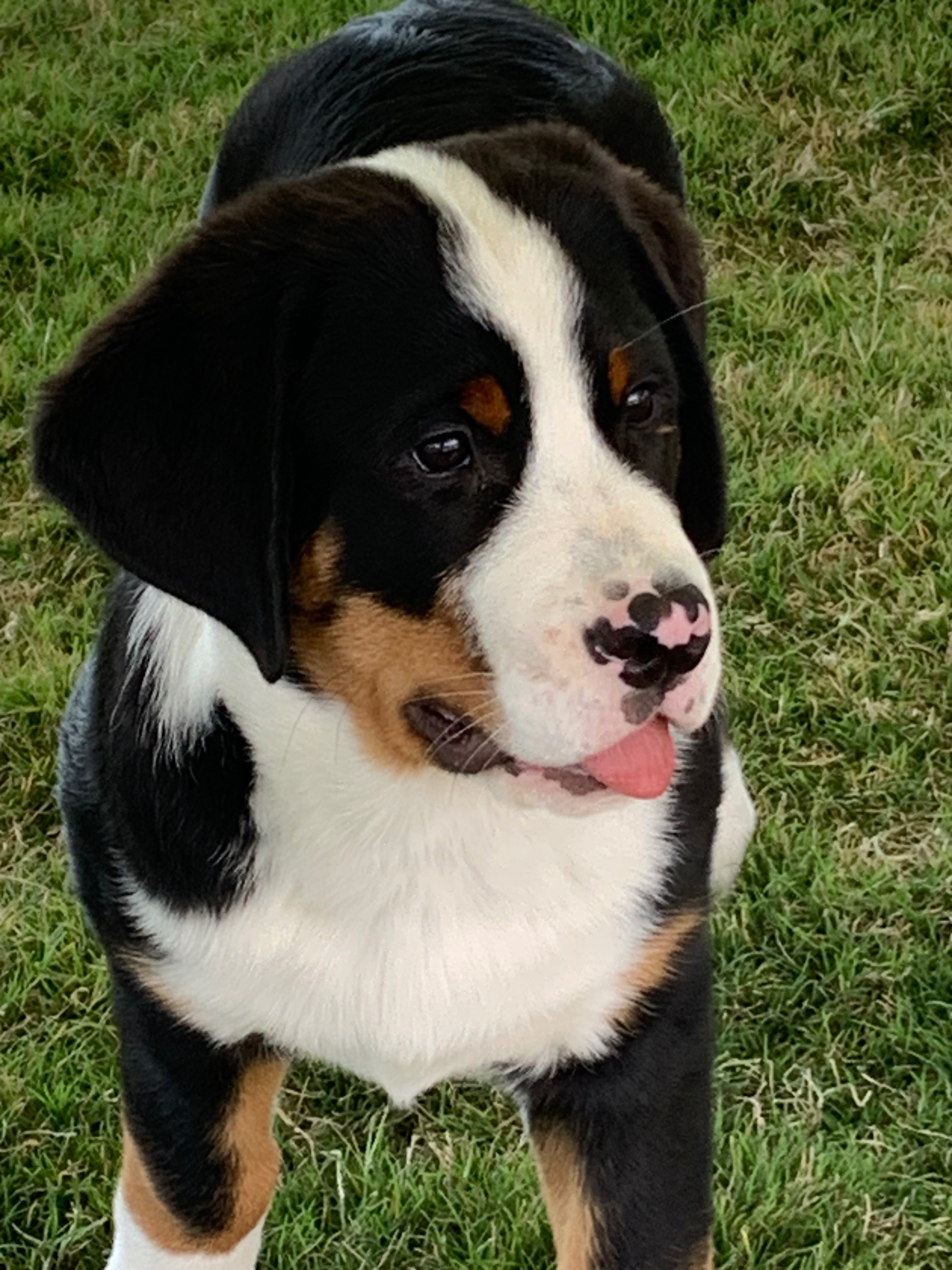 Bernese Mountain Dog puppy