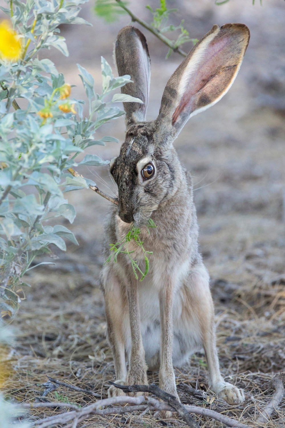 Black-tailed Jackrabbit nibbling desert shrub