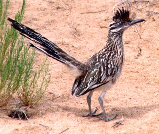 Greater Roadrunner in Mesa, AZ