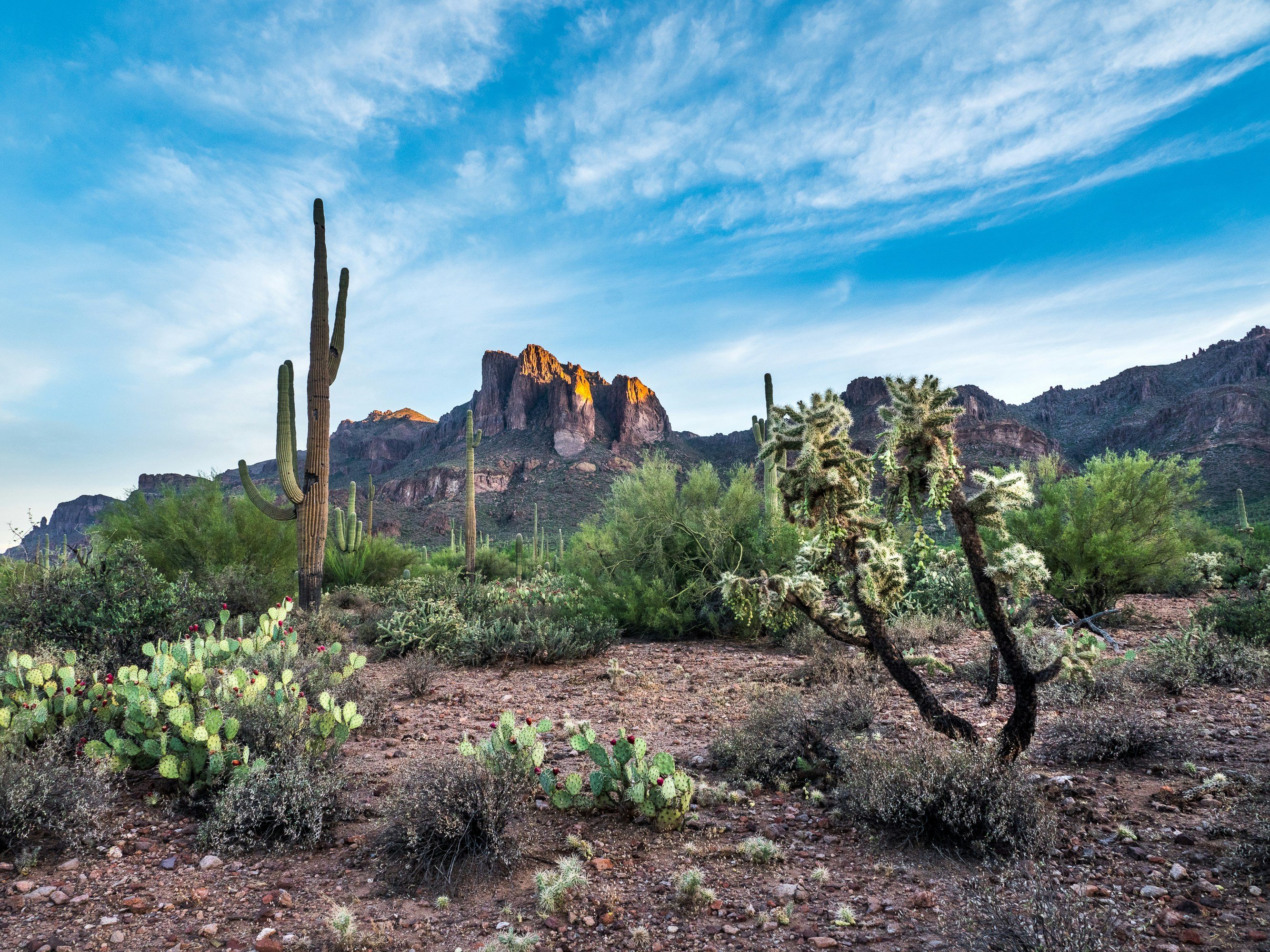 Saguaro Cactus
