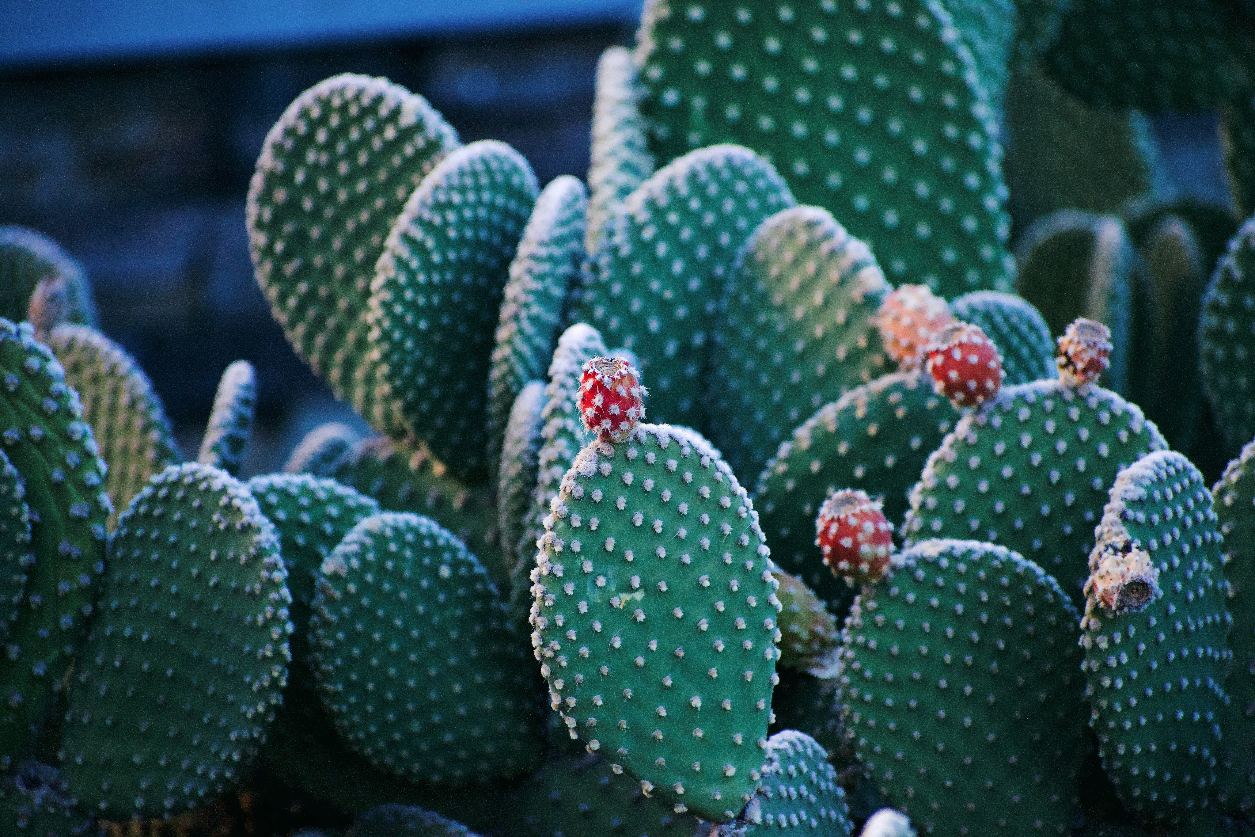 Prickly Pear Cactus pads