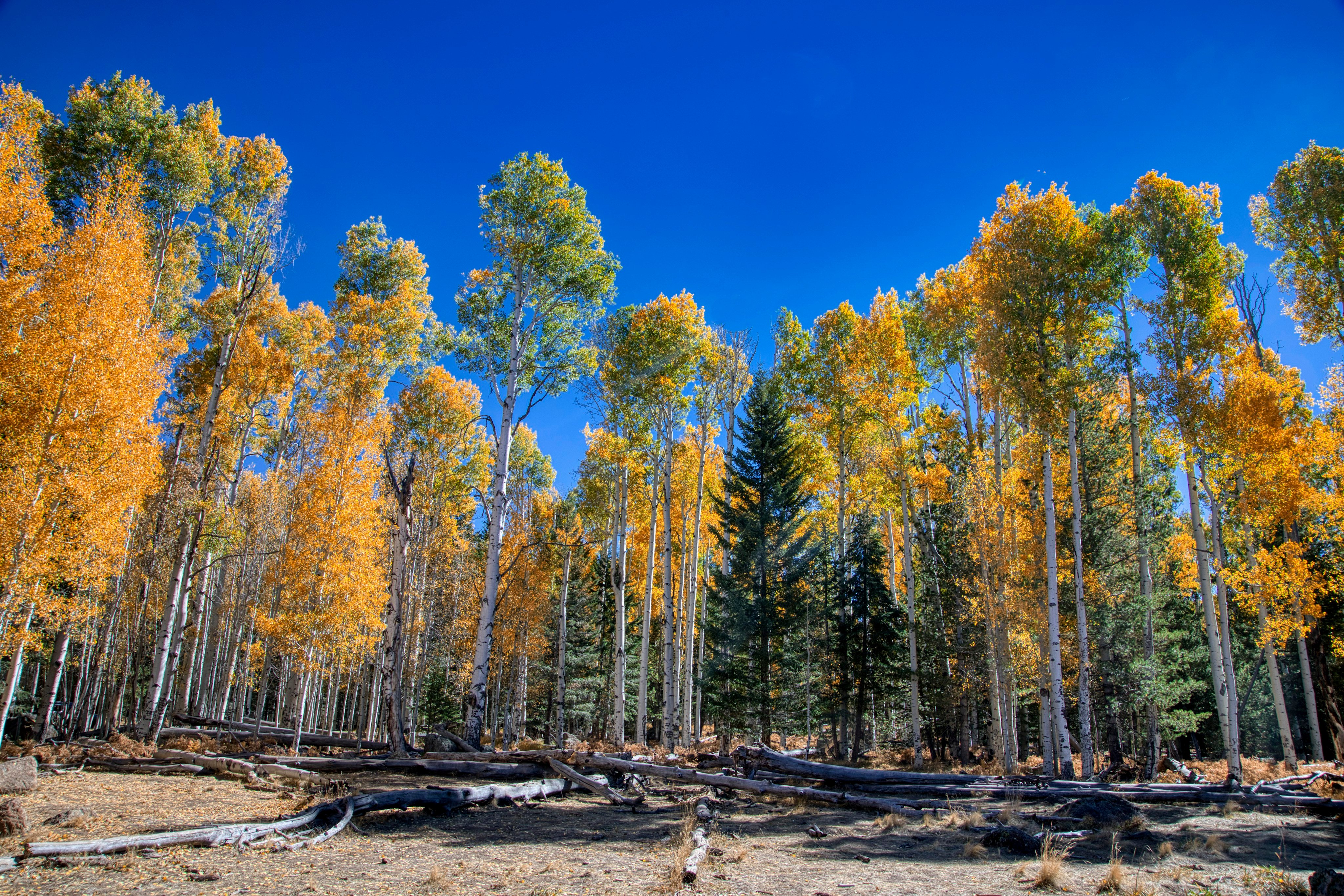 Autumn in Arizona