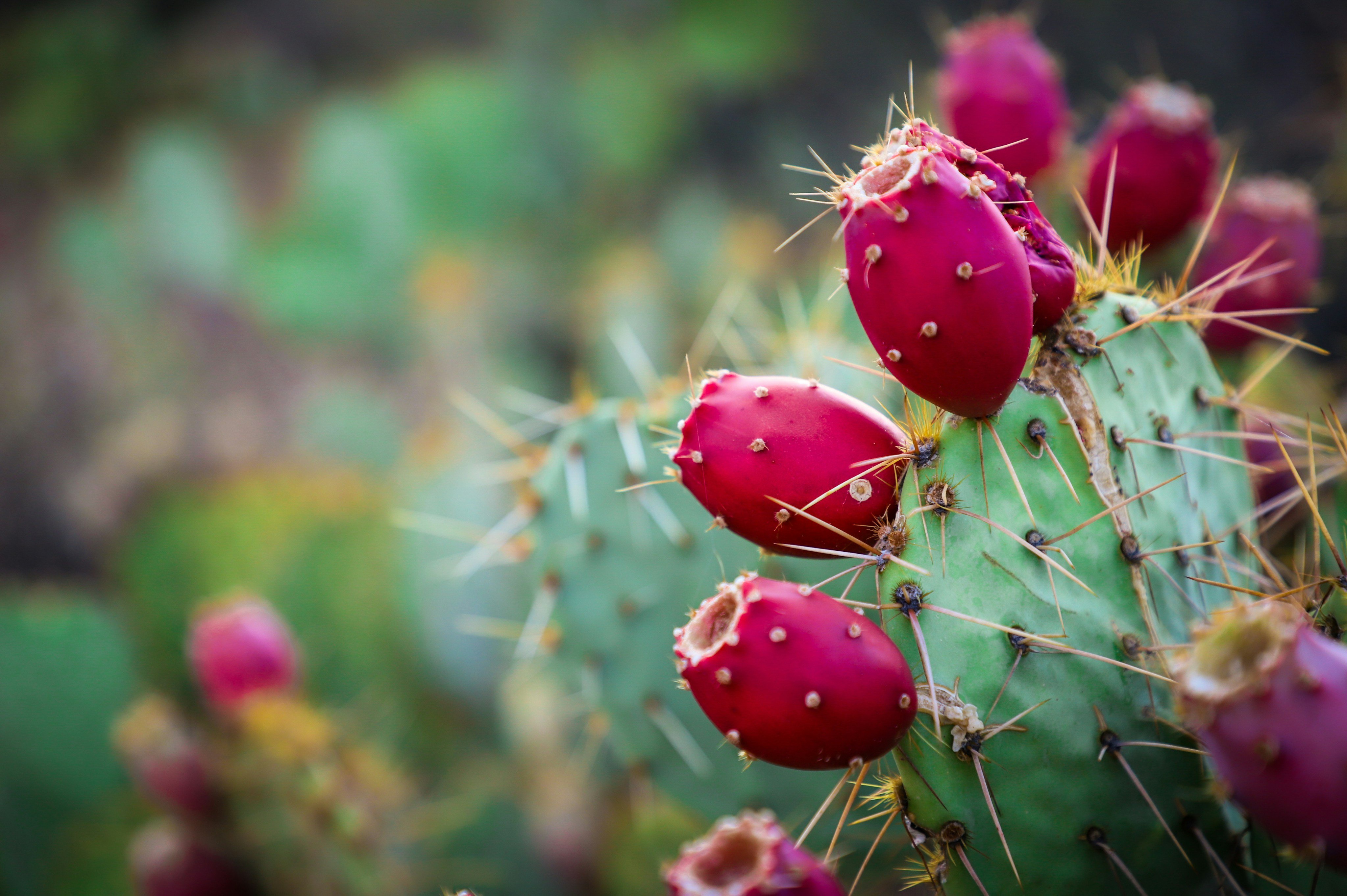 Prickly Pear with red fruit