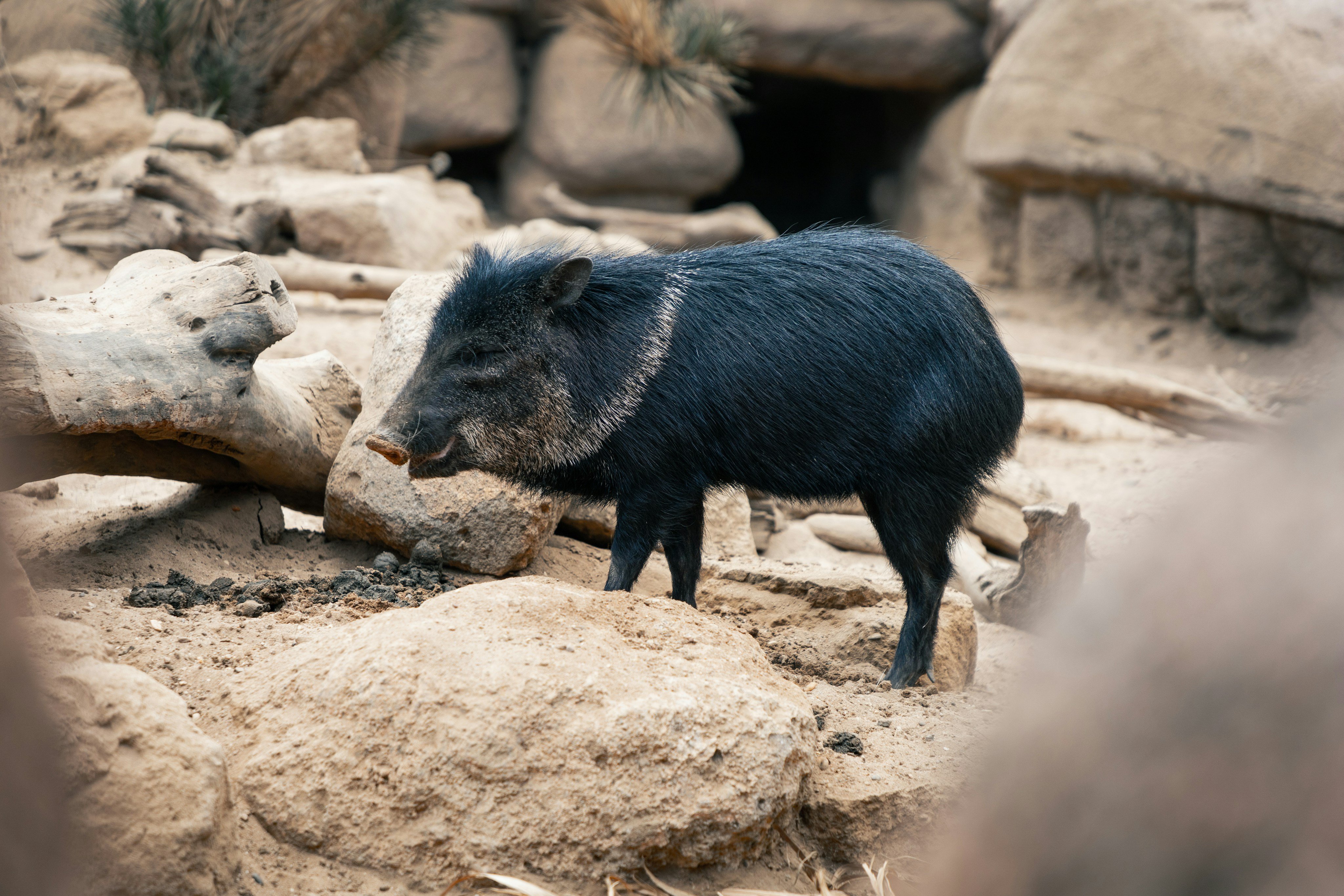 Collared peccary (javelina) in Arizona
