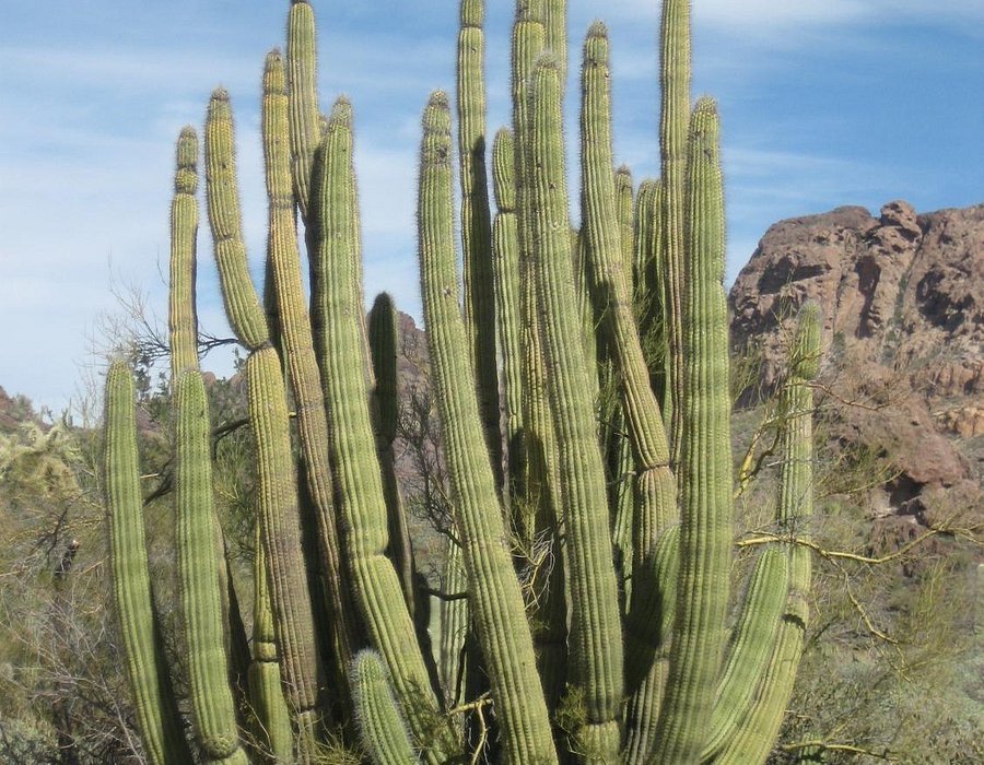 Saguaro Cactus