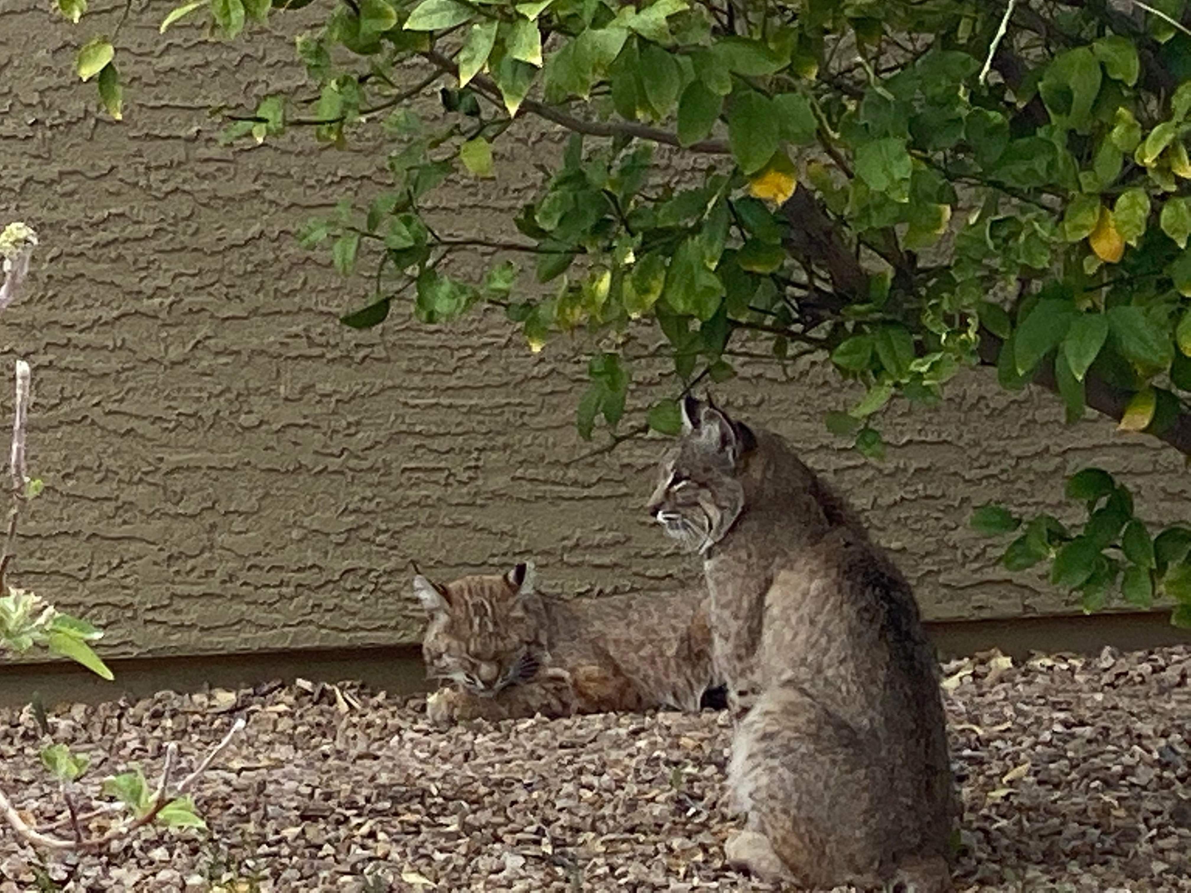 Two bobcats resting in an Arizona backyard