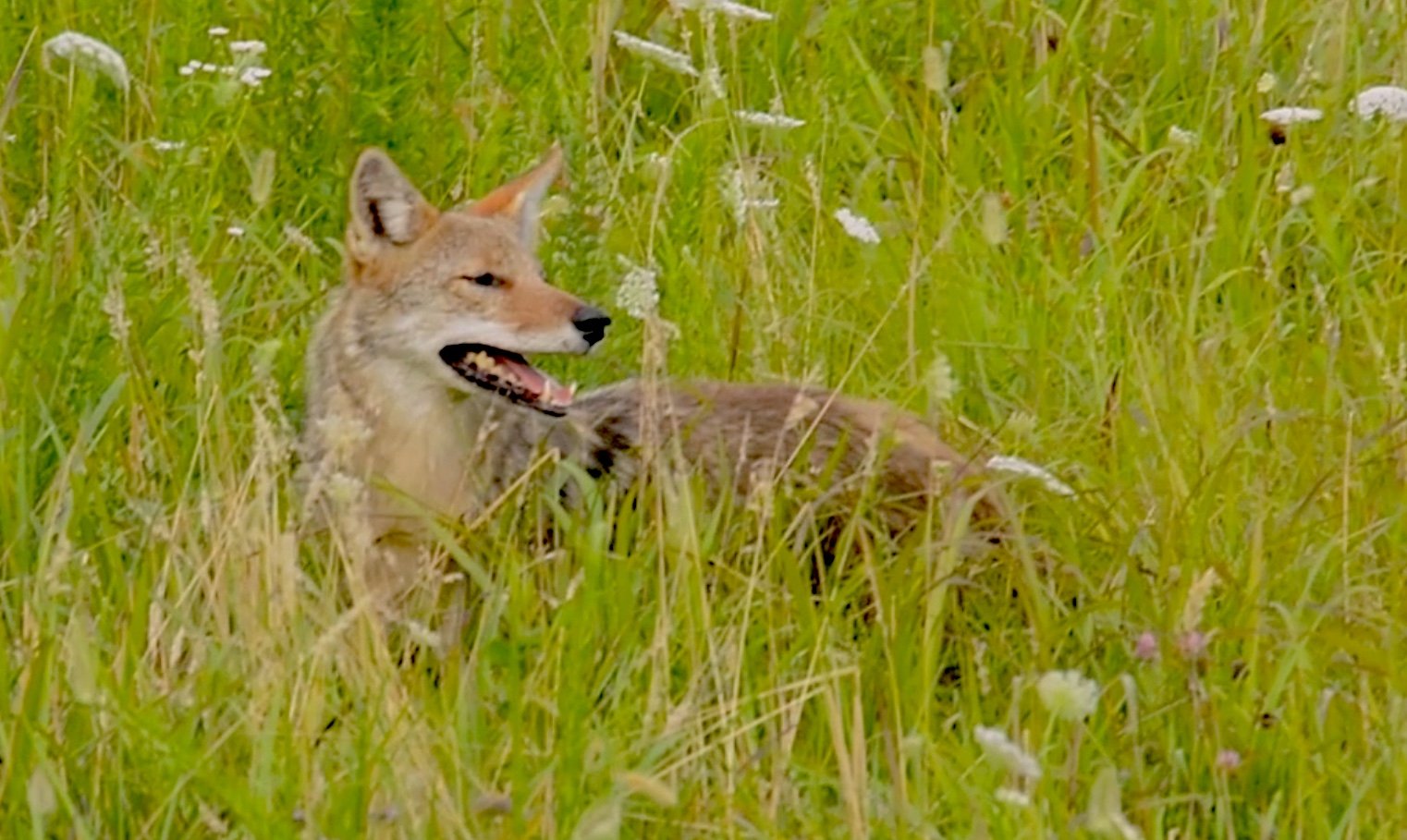 A coyote resting in tall grass