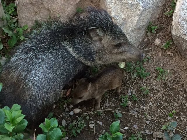 Adult javelina with baby sheltering near rocks