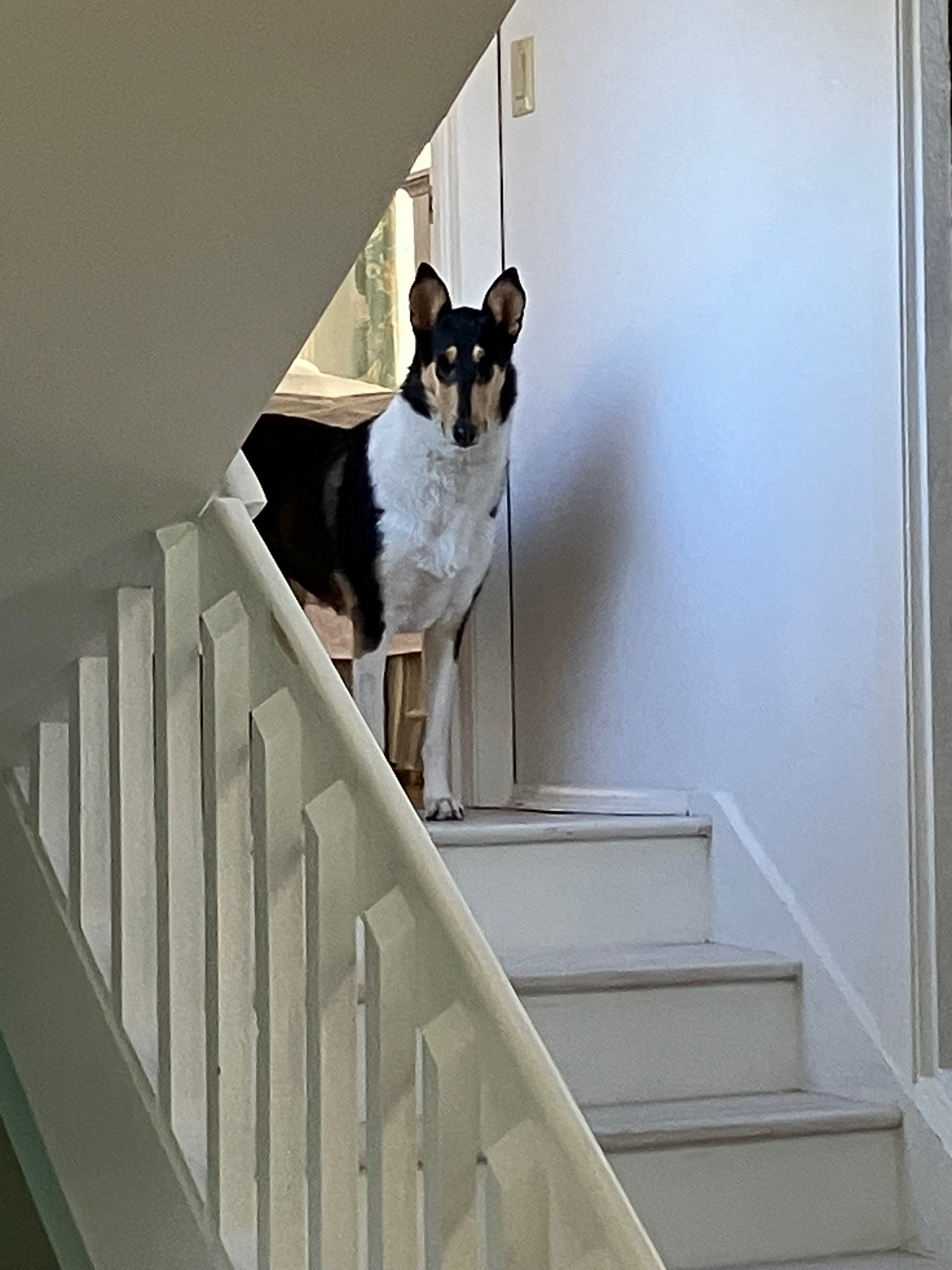 Dog on staircase
