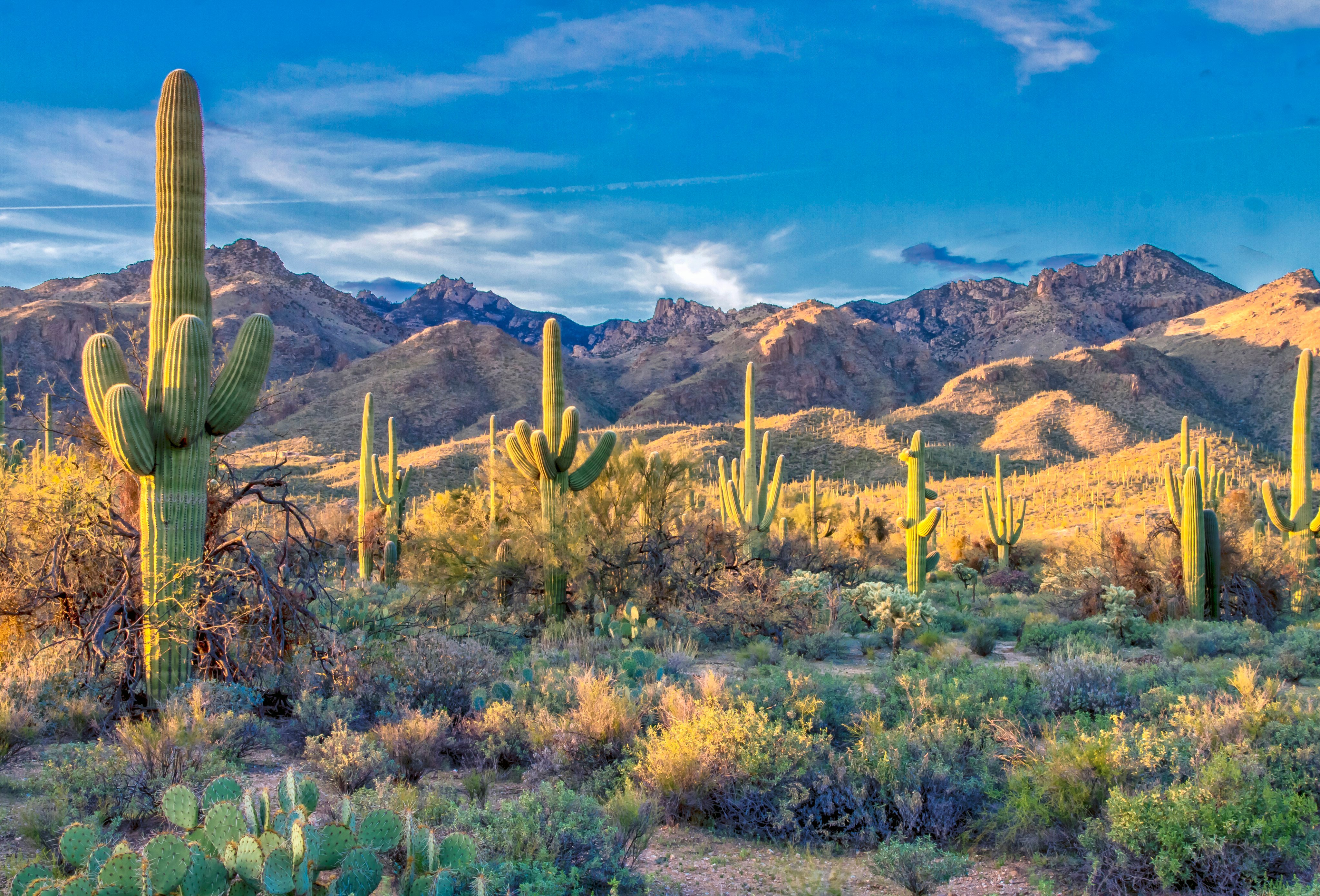 Sonoran Desert cacti at sunset