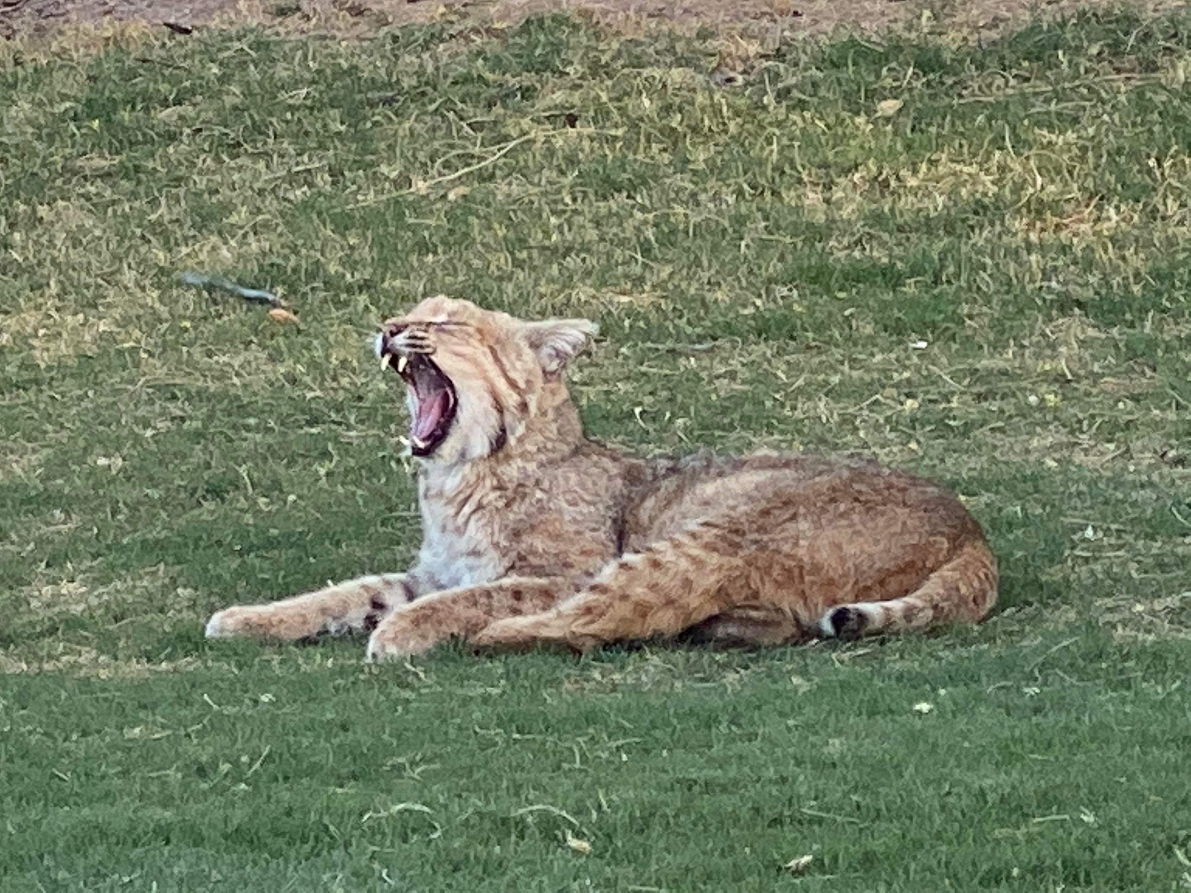 Bobcat yawning on grass