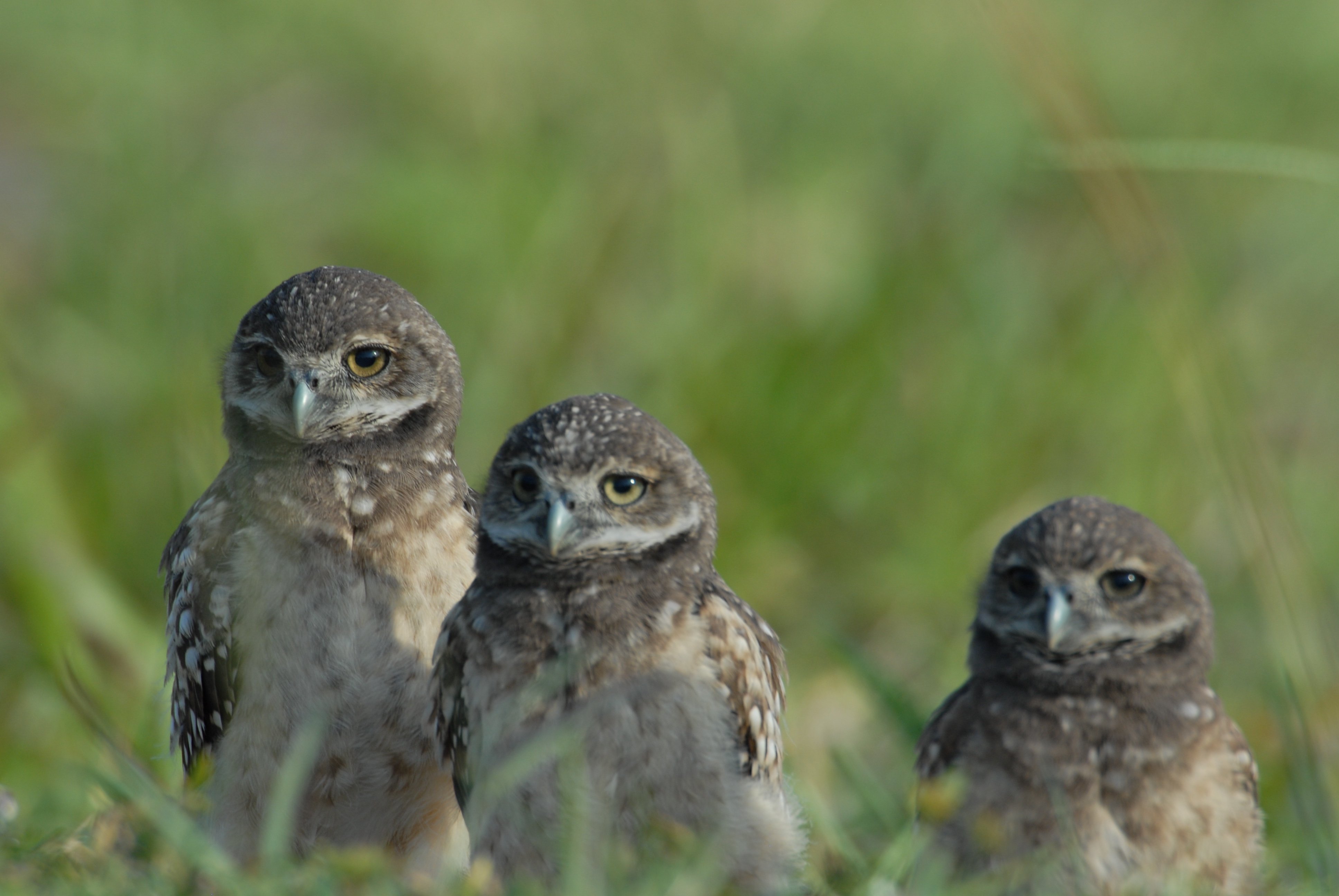 Three burrowing owl chicks standing together in the grass