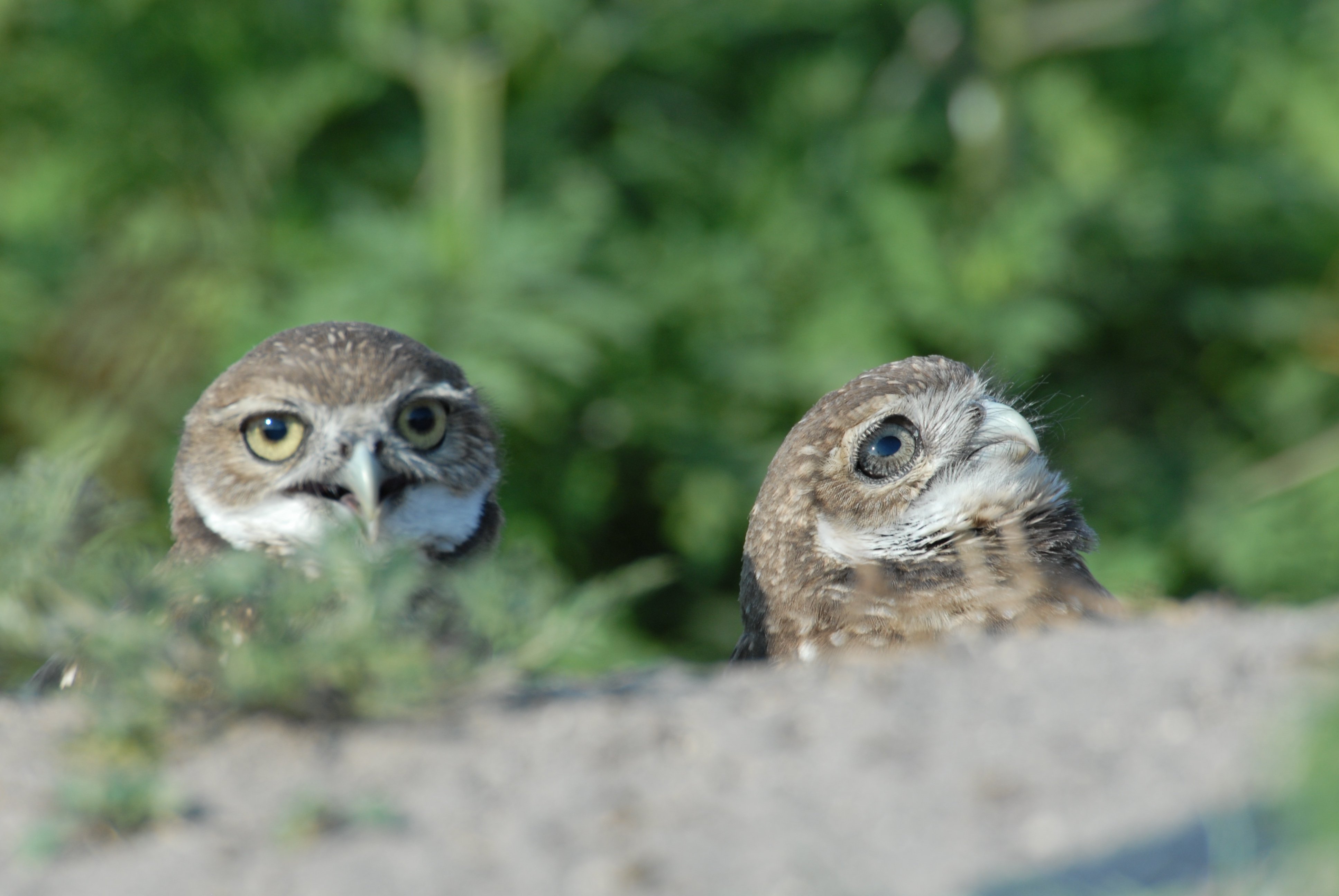 Two burrowing owls peering over a ledge with green foliage behind them