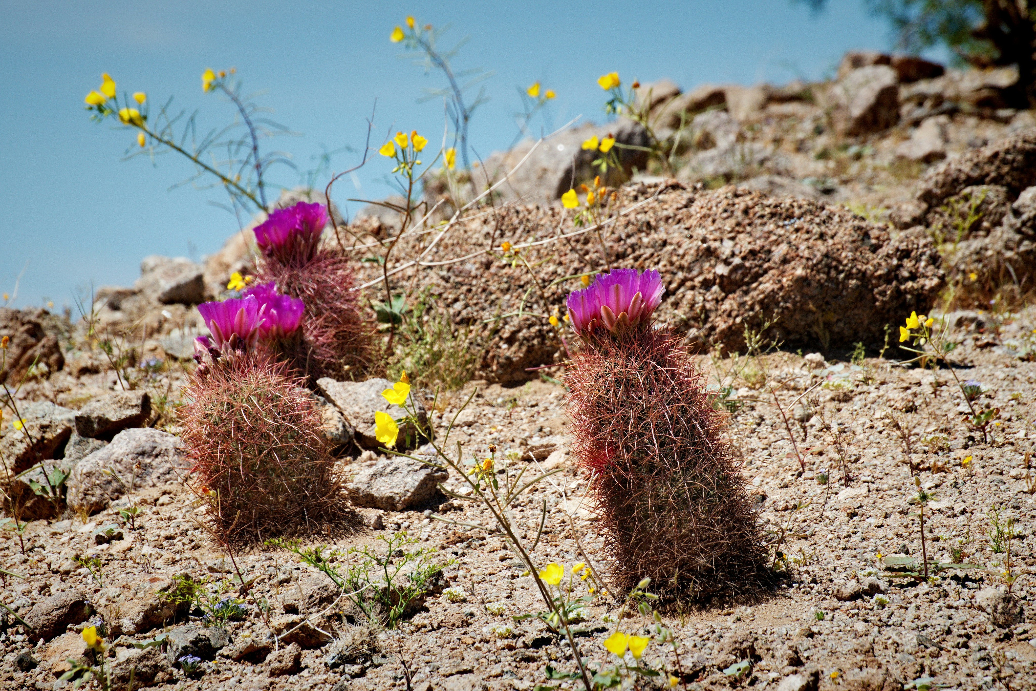 Hedgehog Cactus with purple flowers