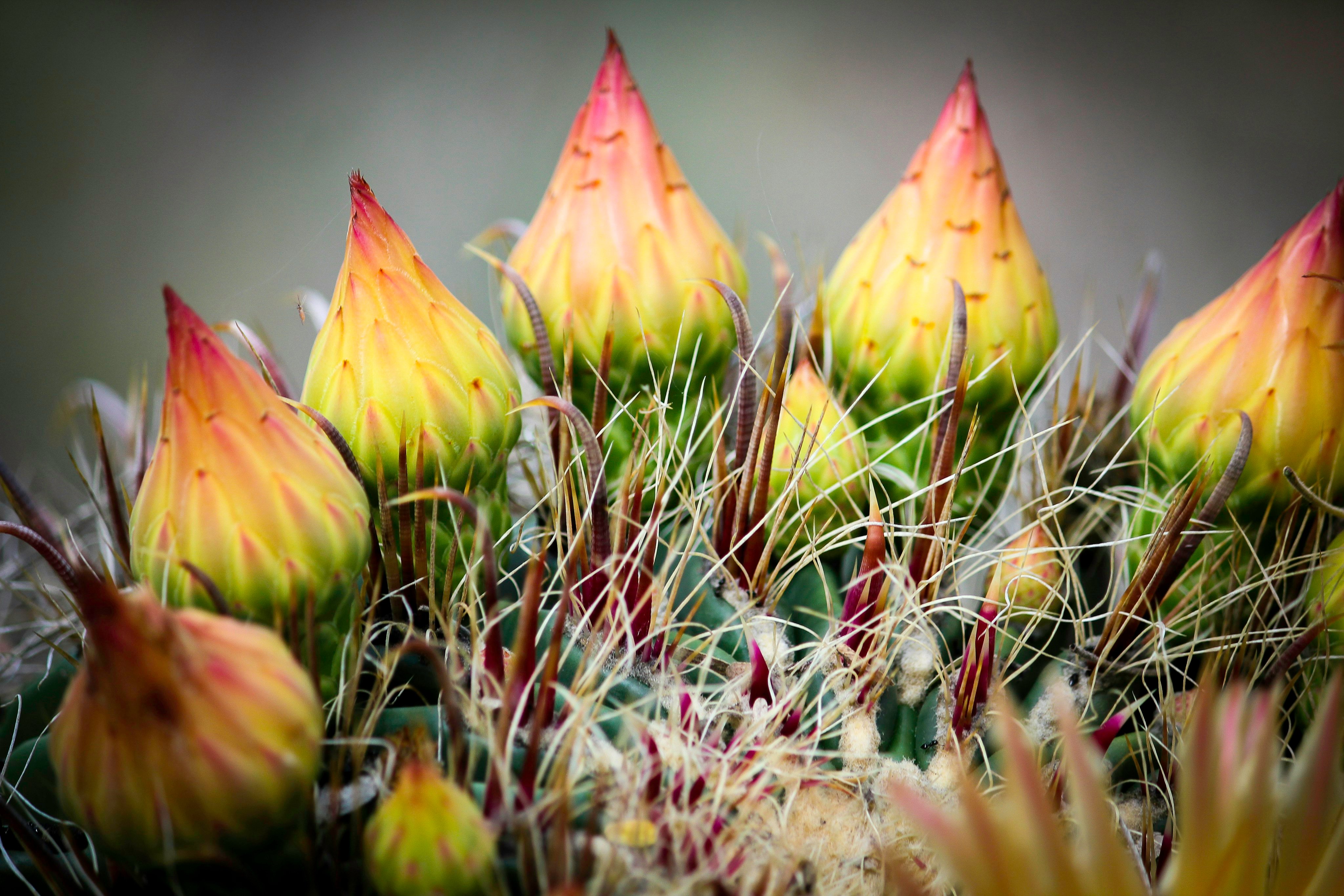 Barrel Cactus in bloom