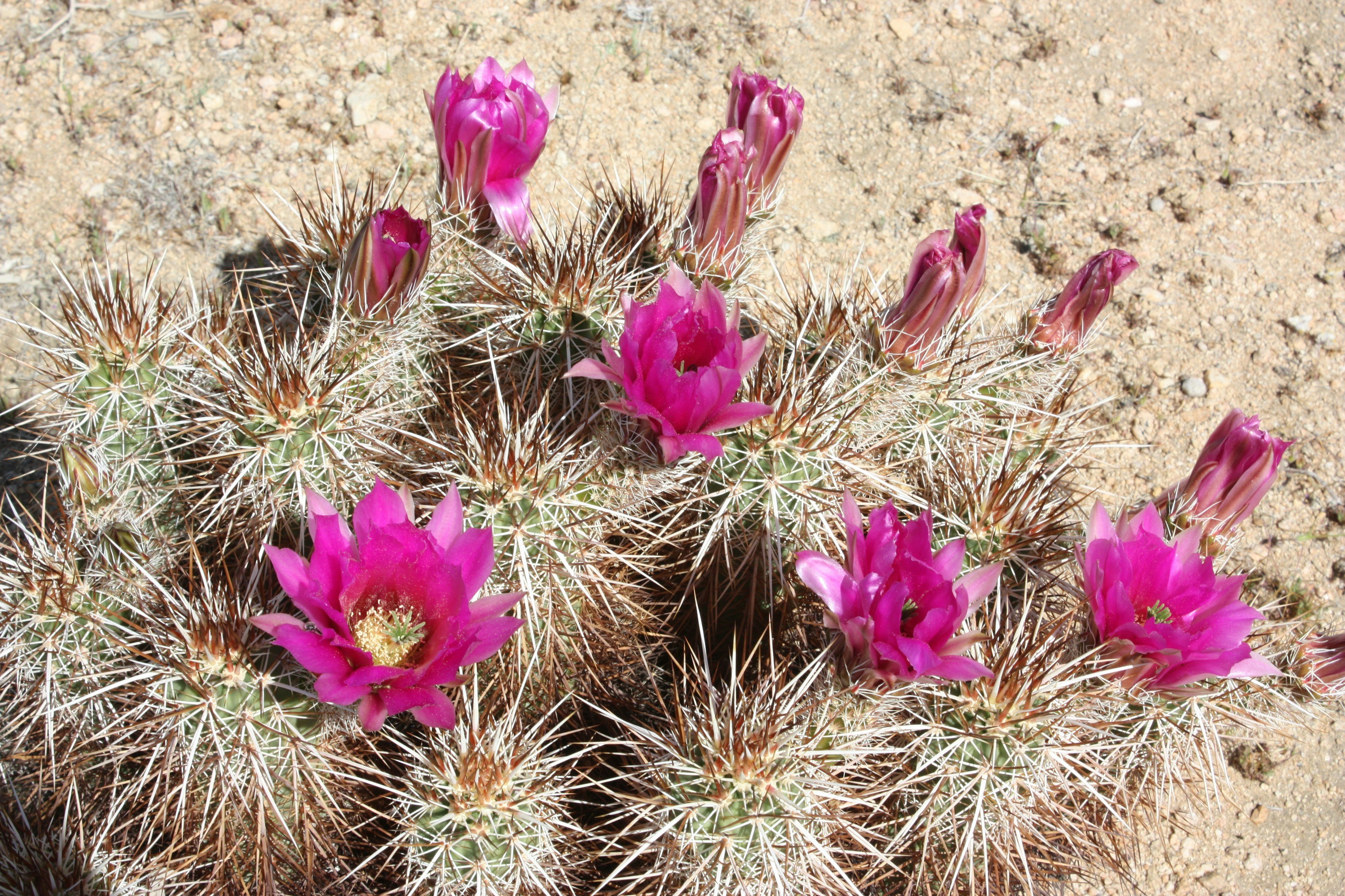Hedgehog Cactus in bloom