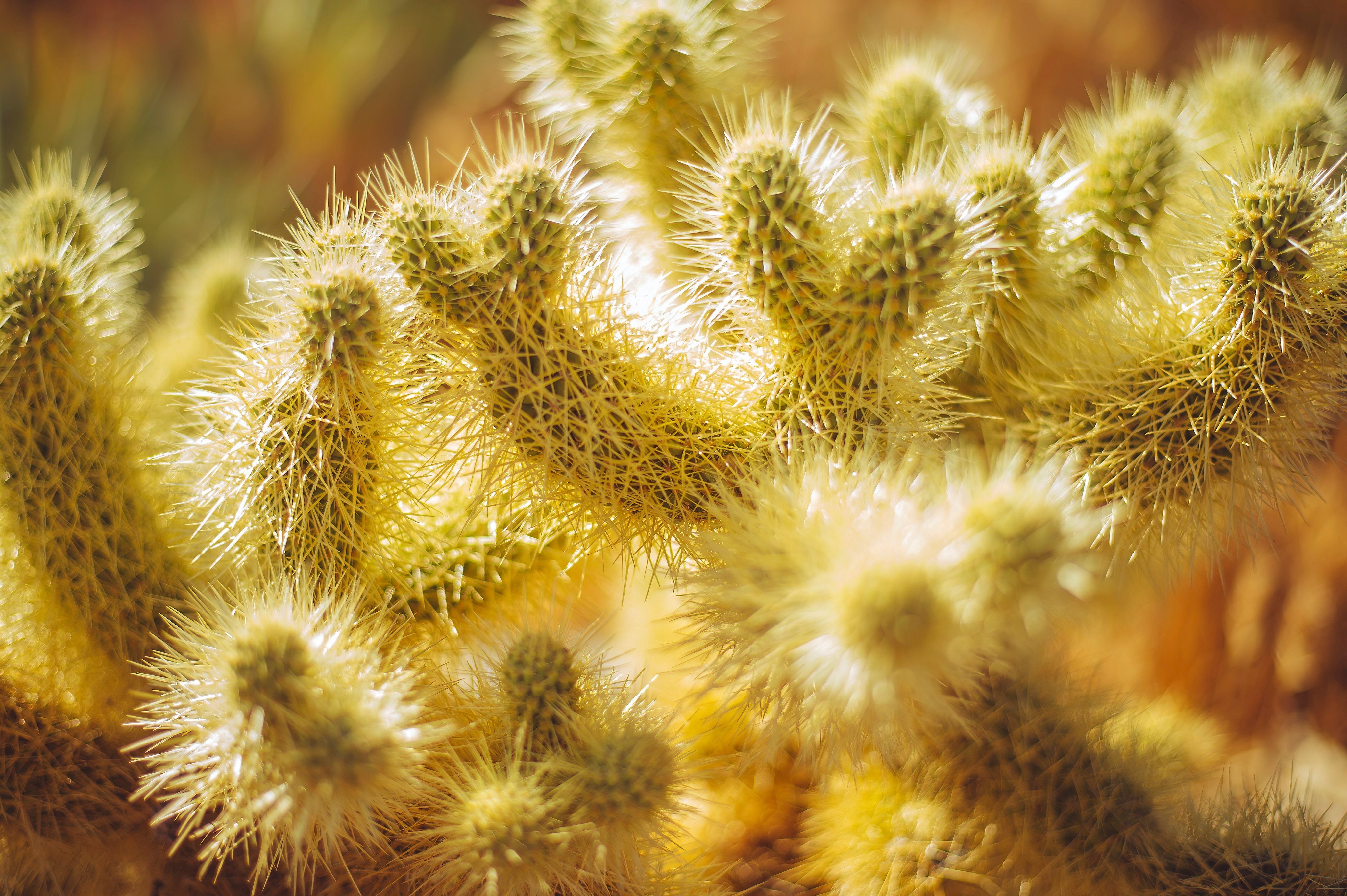 Teddybear Cholla close-up