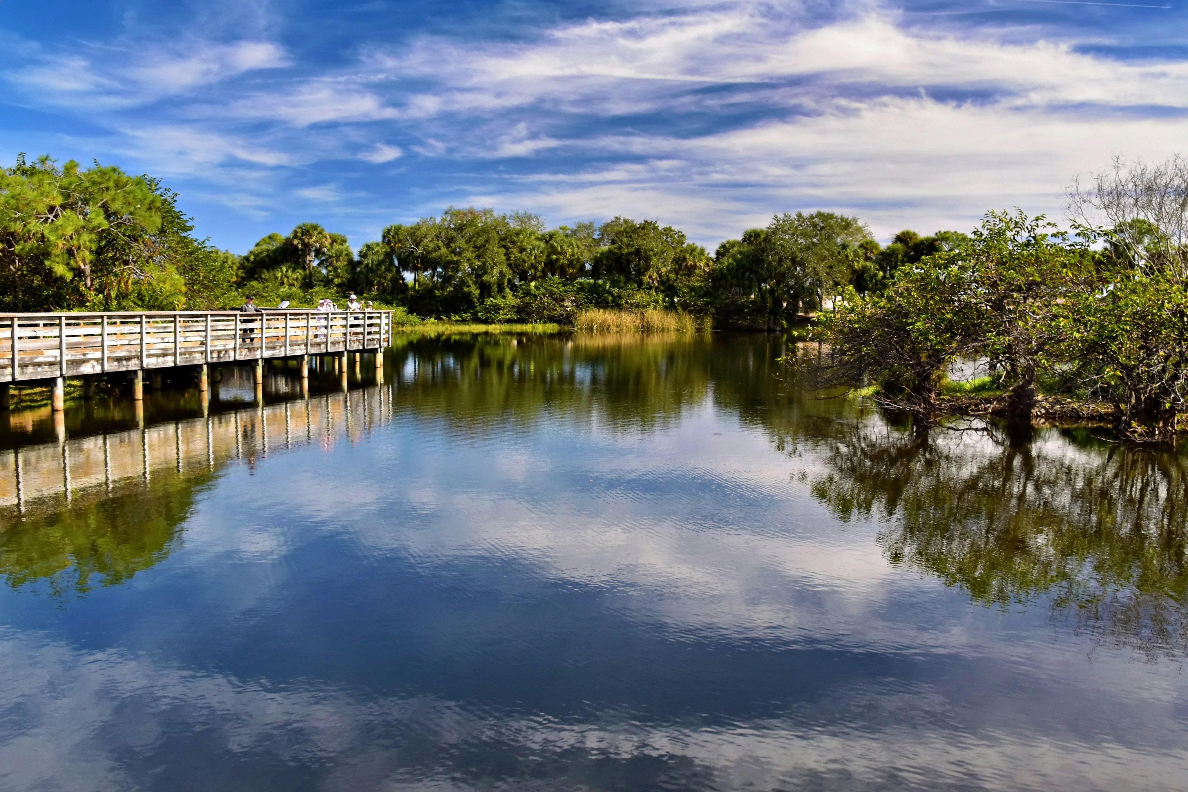Wooden boardwalk over a calm lake with trees and blue sky, Largo, Florida
