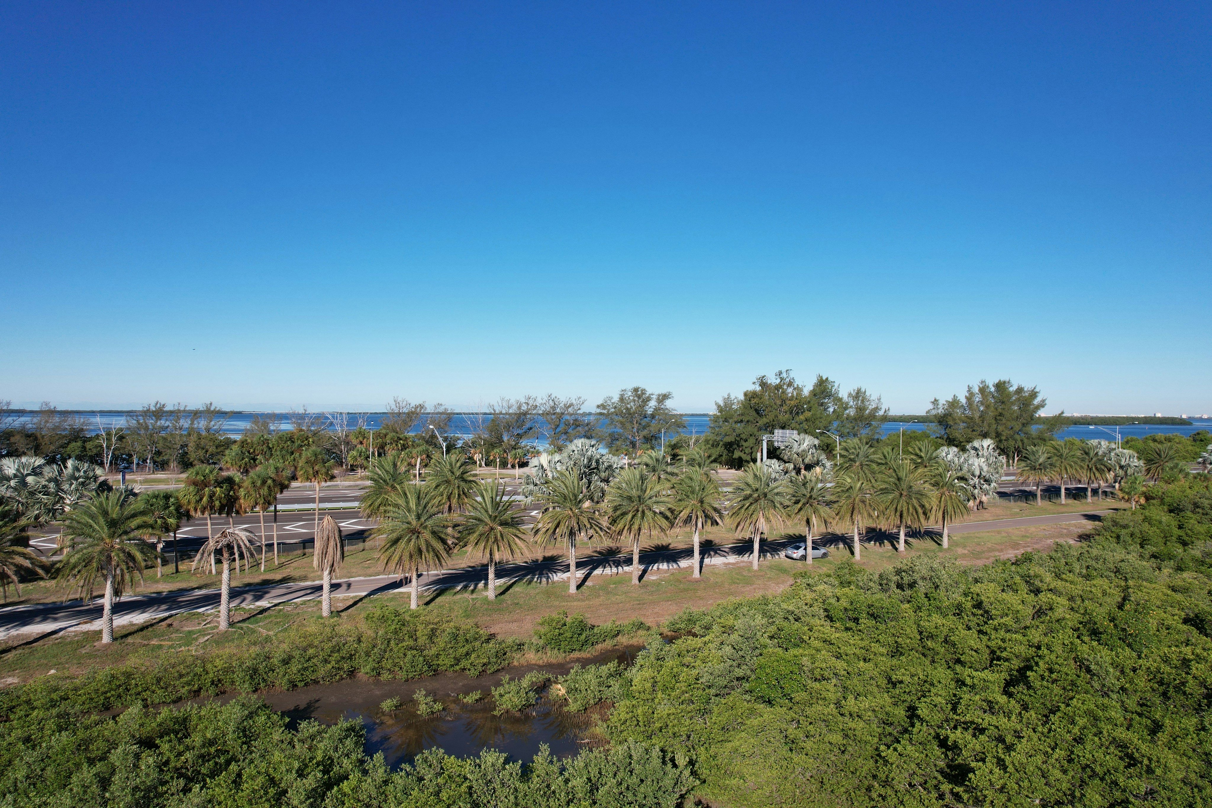 Palm-lined road to the Sunshine Skyway Bridge, Saint Petersburg, Florida