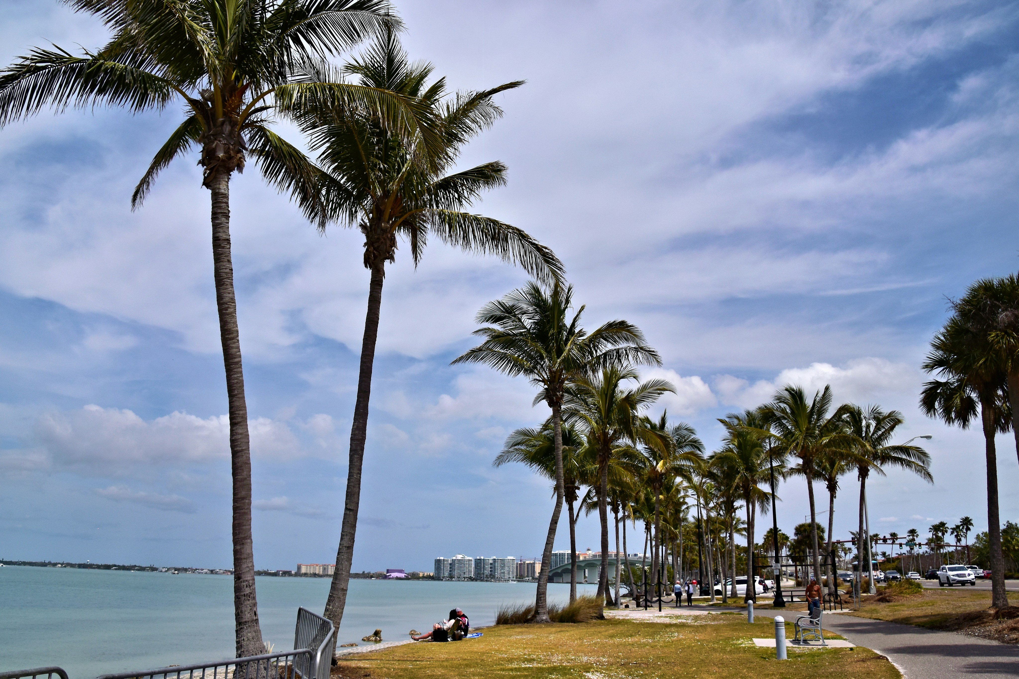 Palm-lined bayshore waterfront in Saint Petersburg, Florida