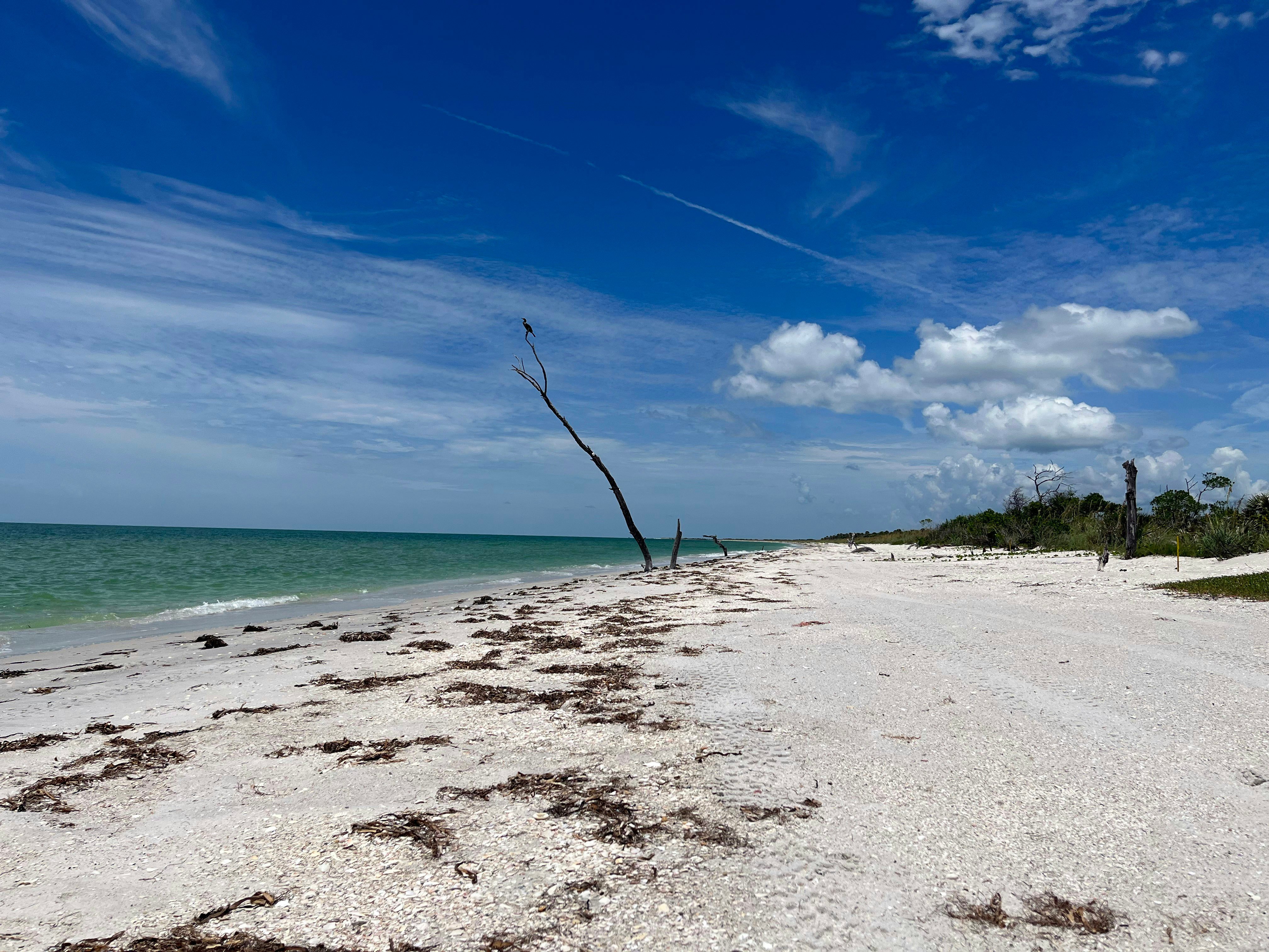 White sand beach with turquoise water and palm trees, Anna Maria Island, Florida