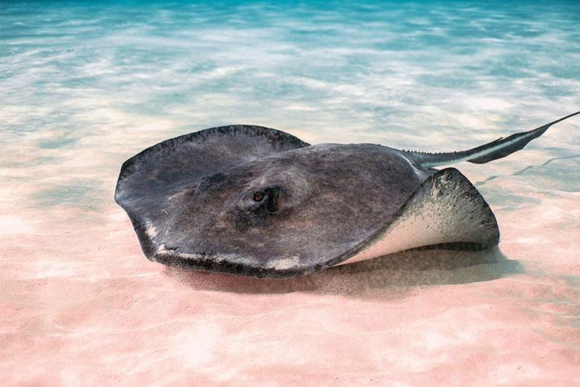 Stingray City sandbar