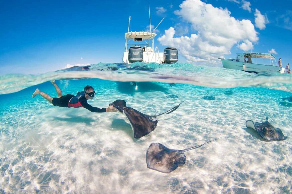 Half underwater, half above water photo of a snorkeler in a black wetsuit swimming alongside multiple southern stingrays